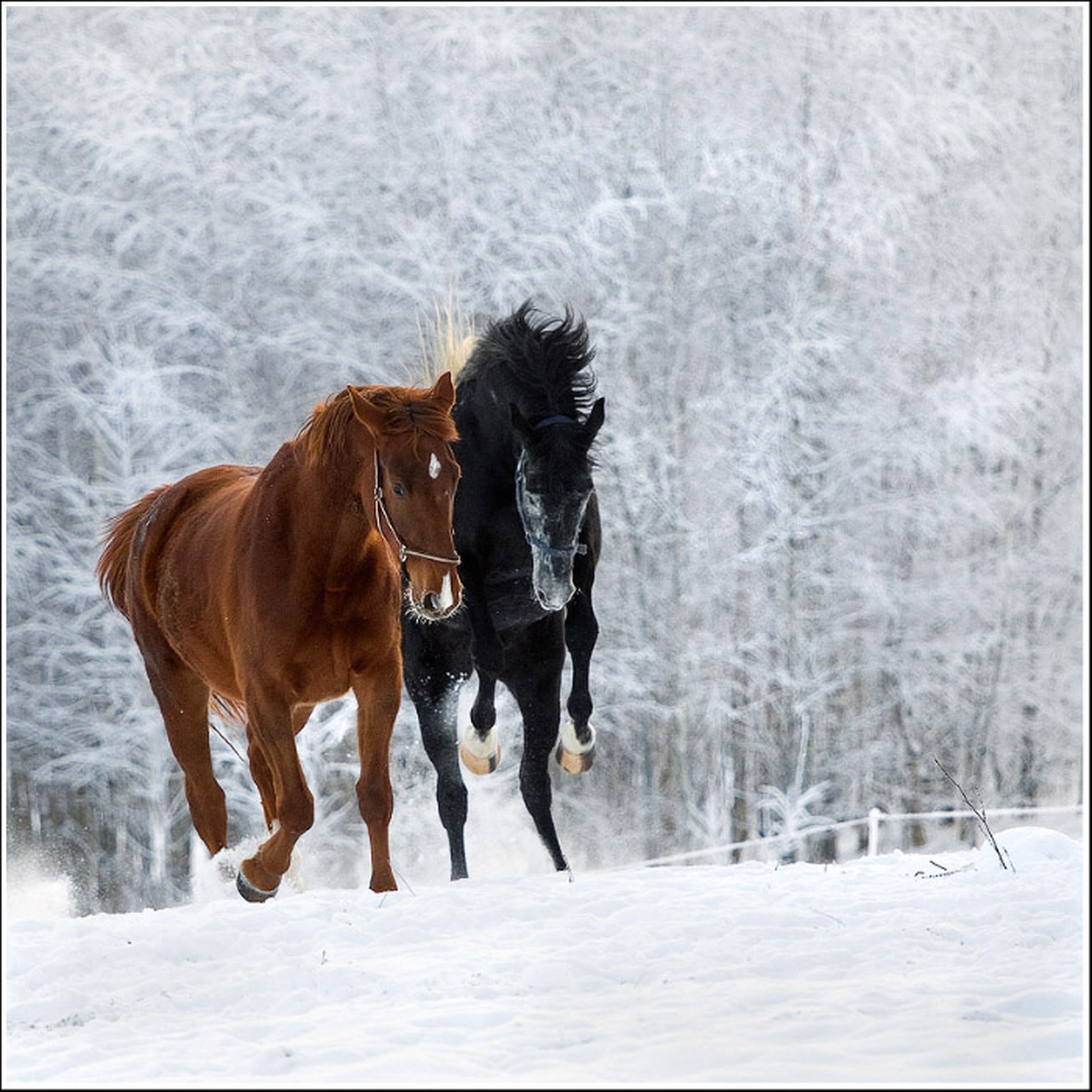 Лошади зимой в лесу
