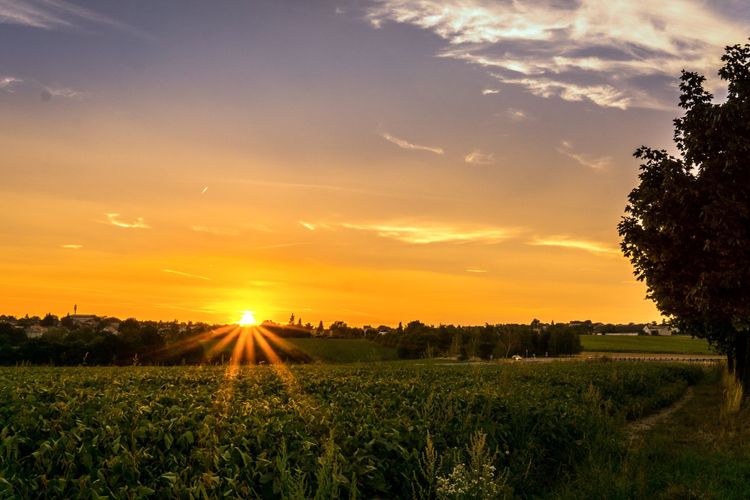 cloud, evening, morning, tree, rural area, horizon, meadow