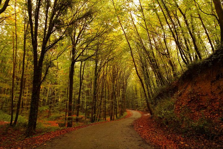 leaf, autumn, ecosystem, temperate broadleaf and mixed forest