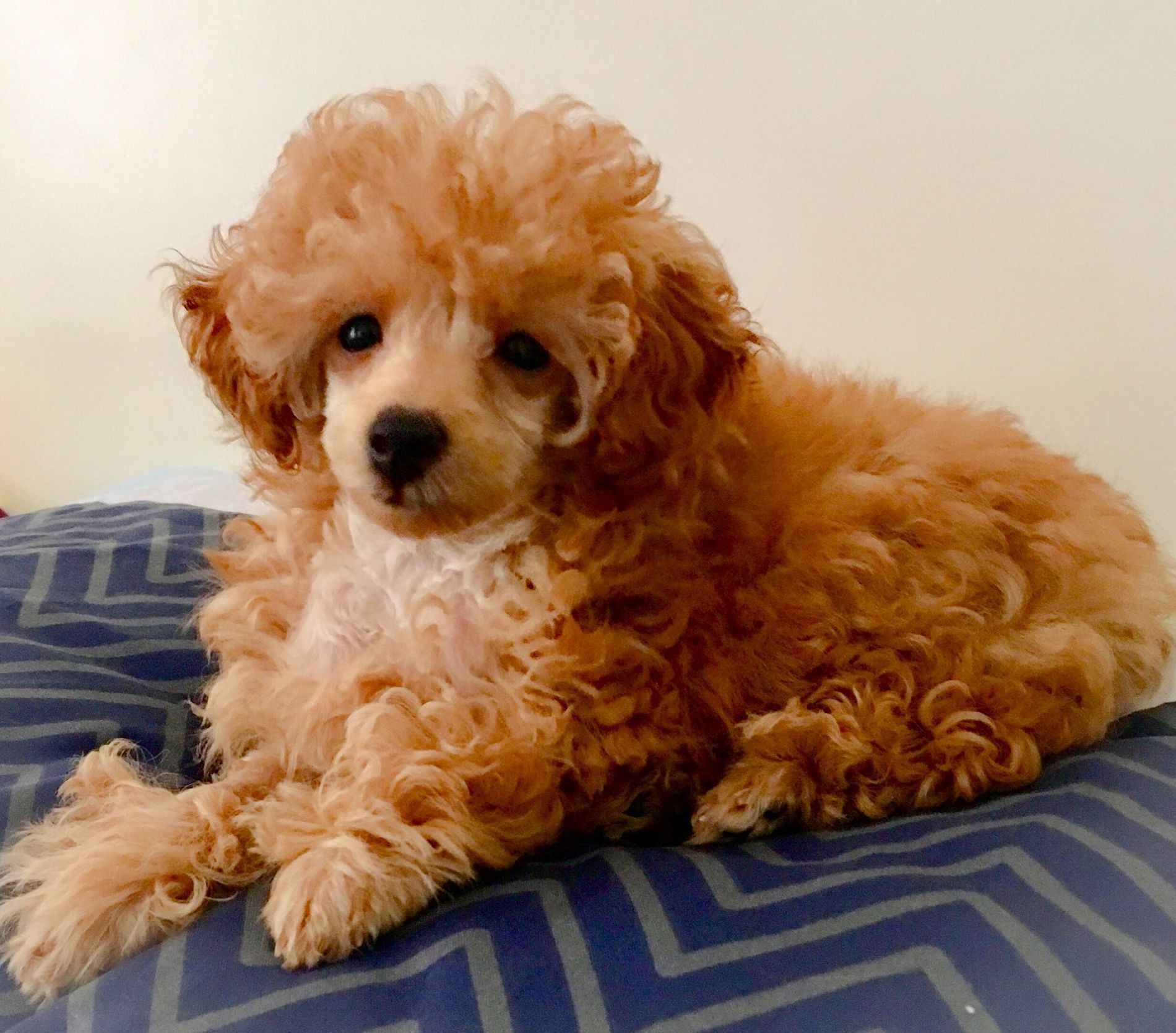 ruby toy poodle