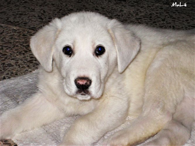 Gurushots Photo Challenges