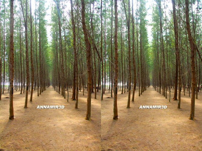 Pantai Senok Di Kelantan Tempat Menarik Yang Sangat Memukau Untuk Di Kunjungi Tempat Menarik