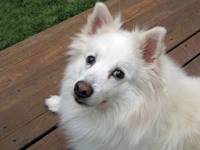 Gurushots Photo Challenges