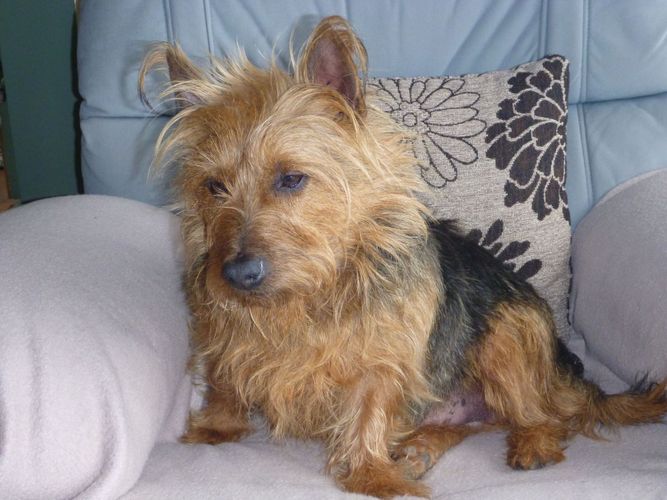 Gurushots Photo Challenges