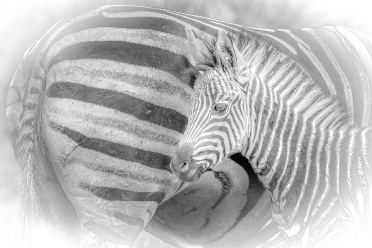 Gurushots Photo Challenges