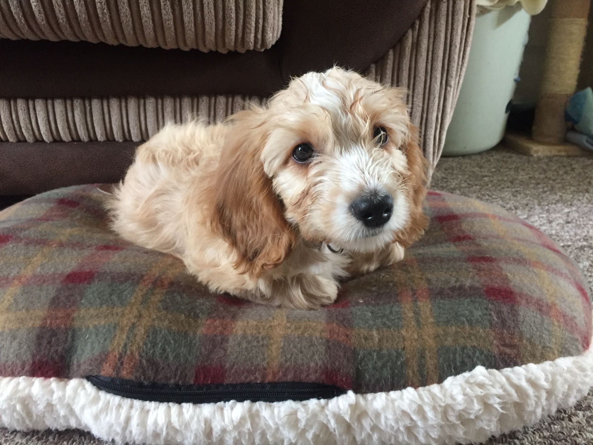 cockapoo 5 months old