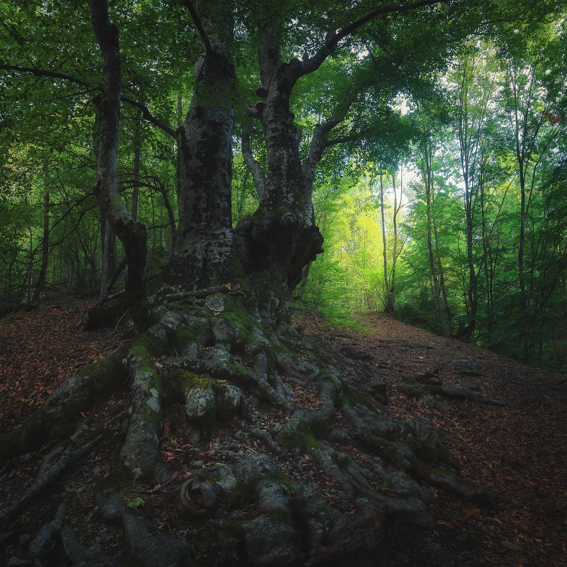Хапхальский лес