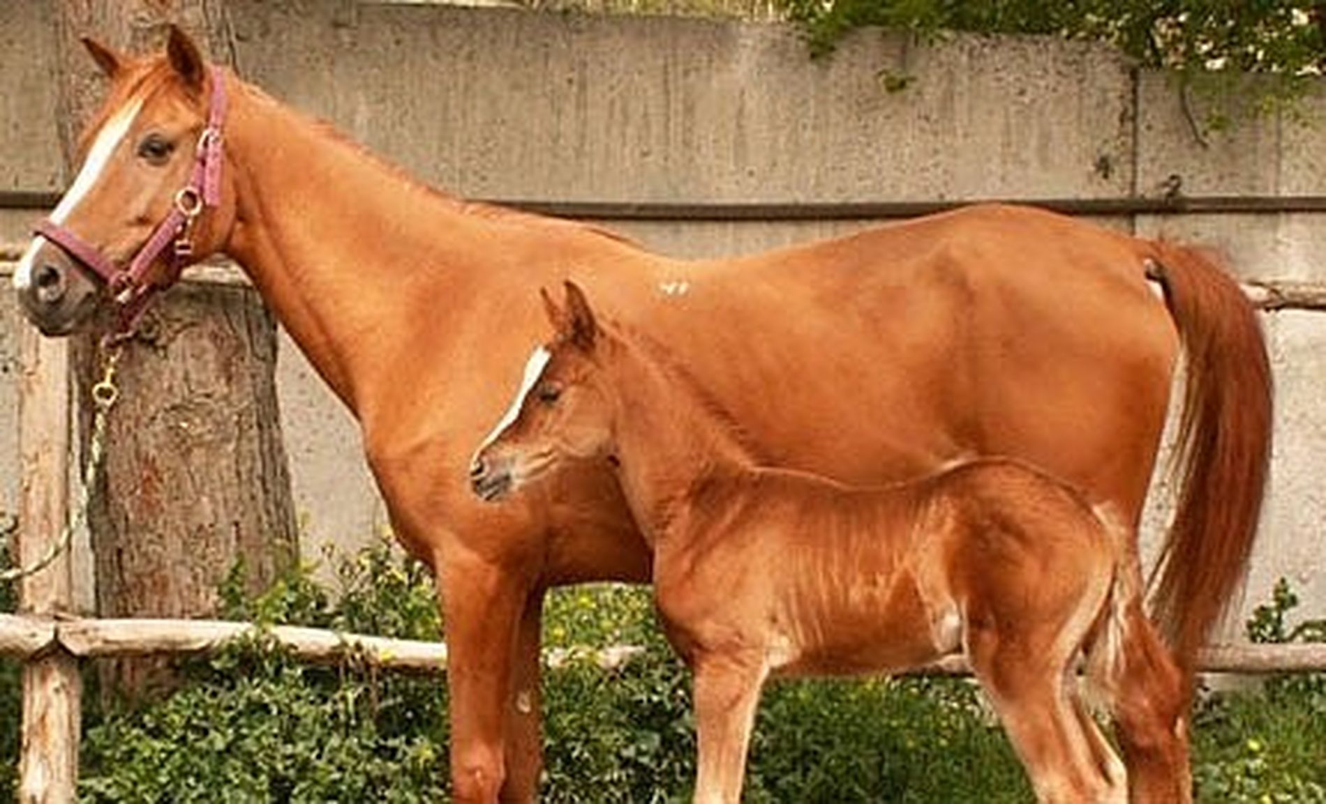 Азербайджан Карабахская лошадь