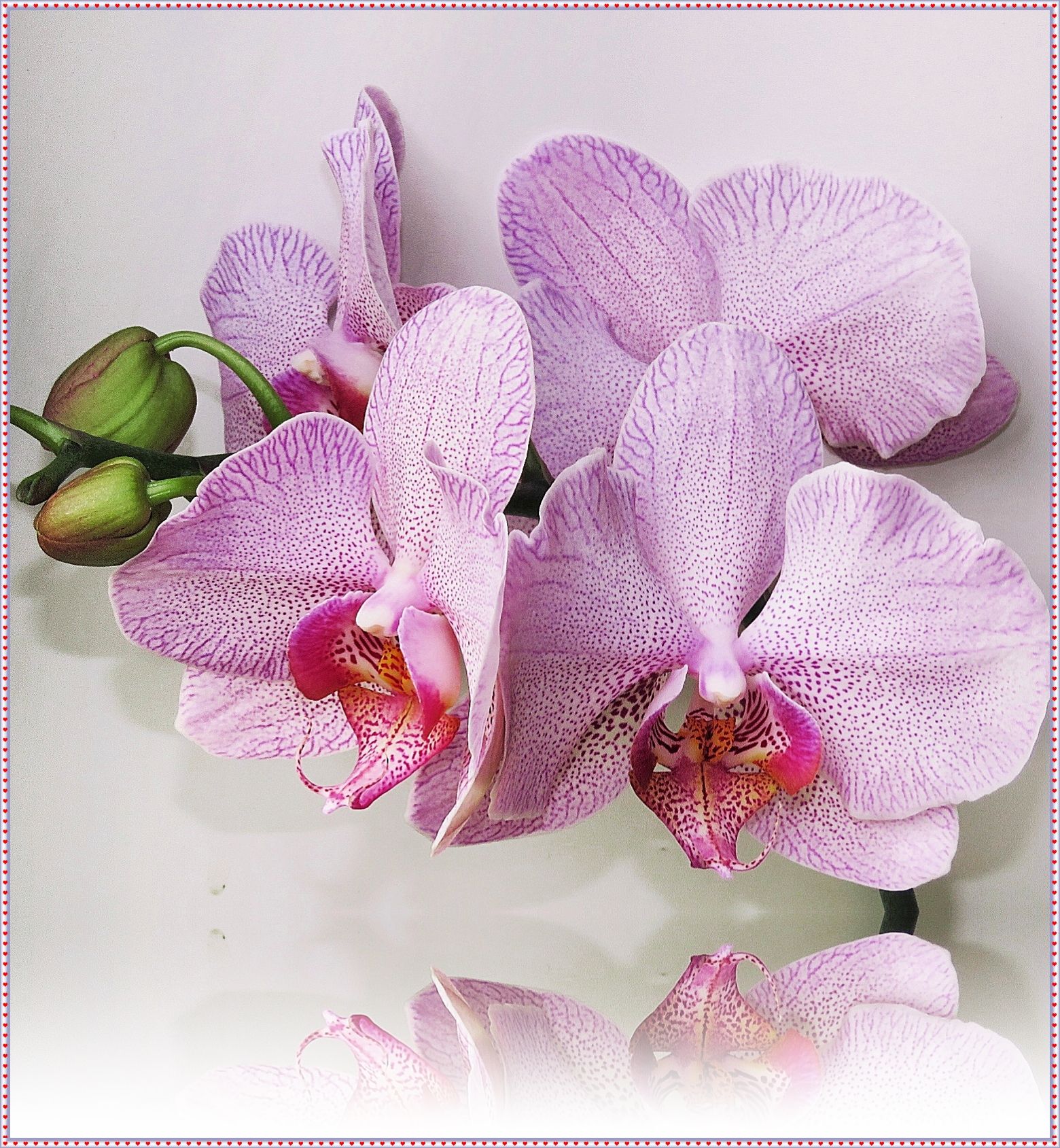 Varvara Gordeeva GuruShots