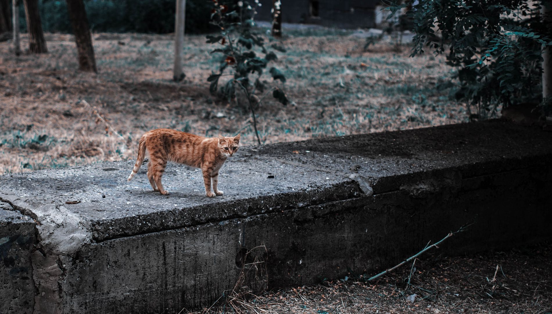 Брошенный котик
