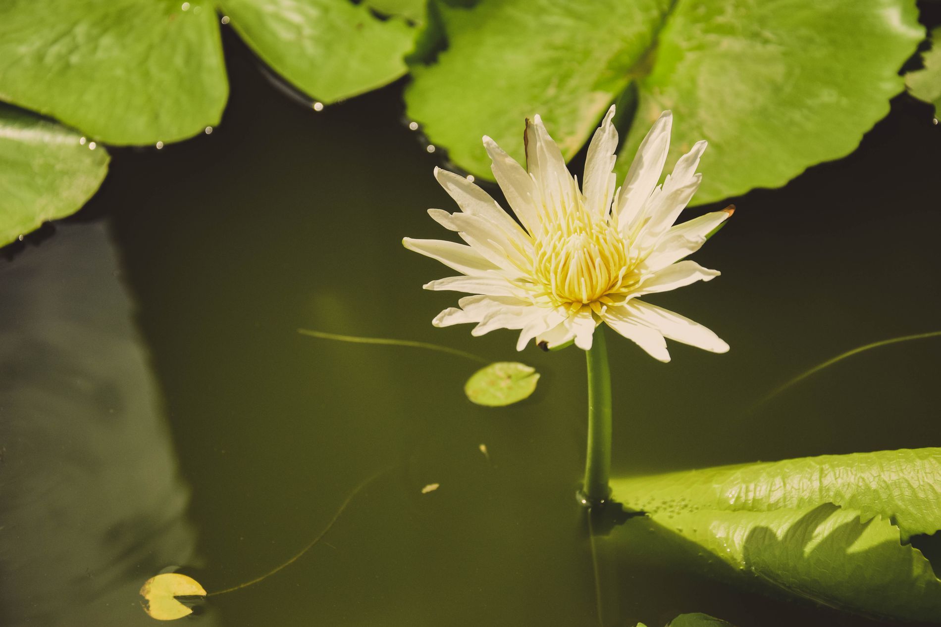 Lotus Garden Chinese Restaurant Connolly Fasci Garden