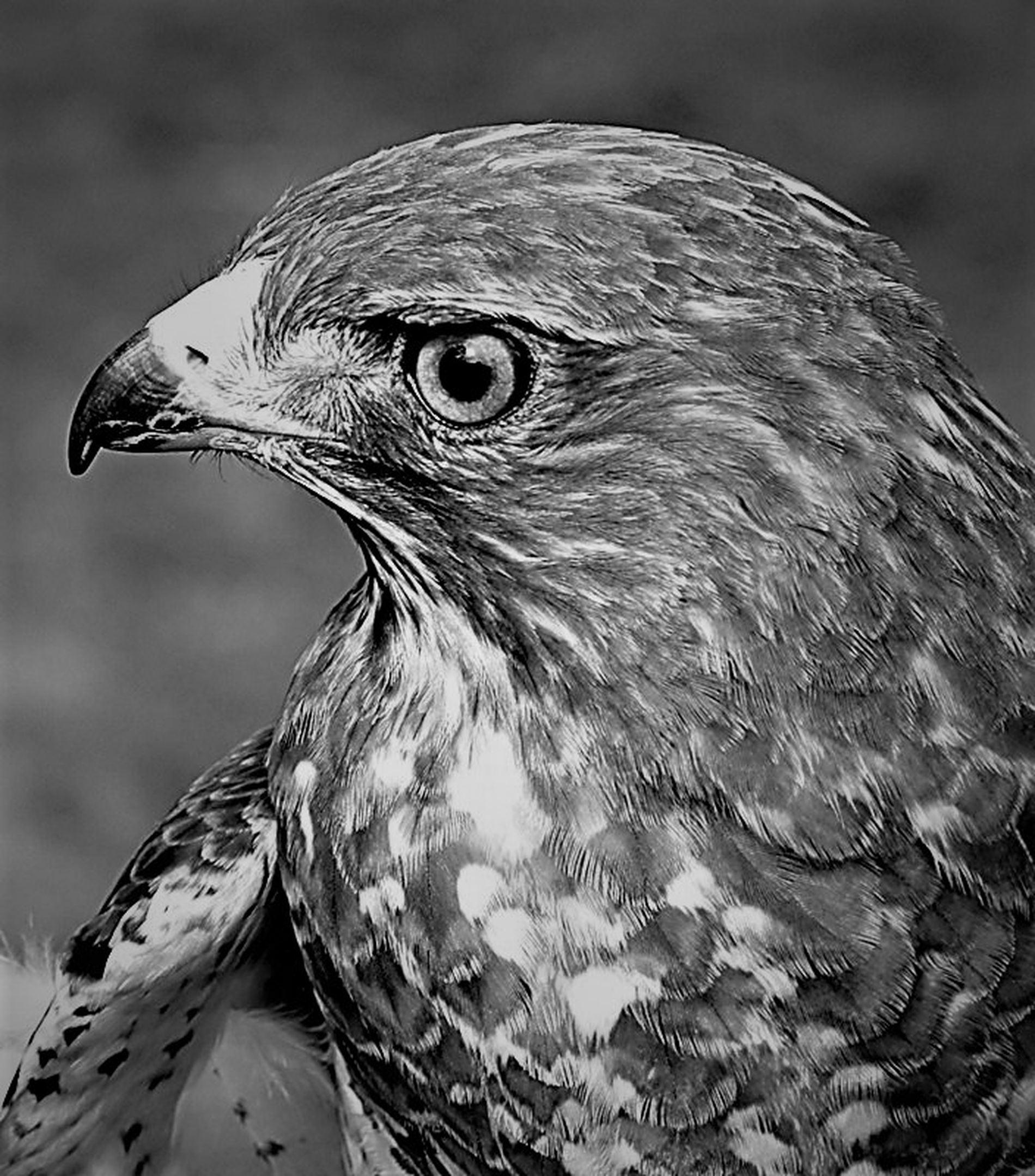 Falcon Eye by Alan David