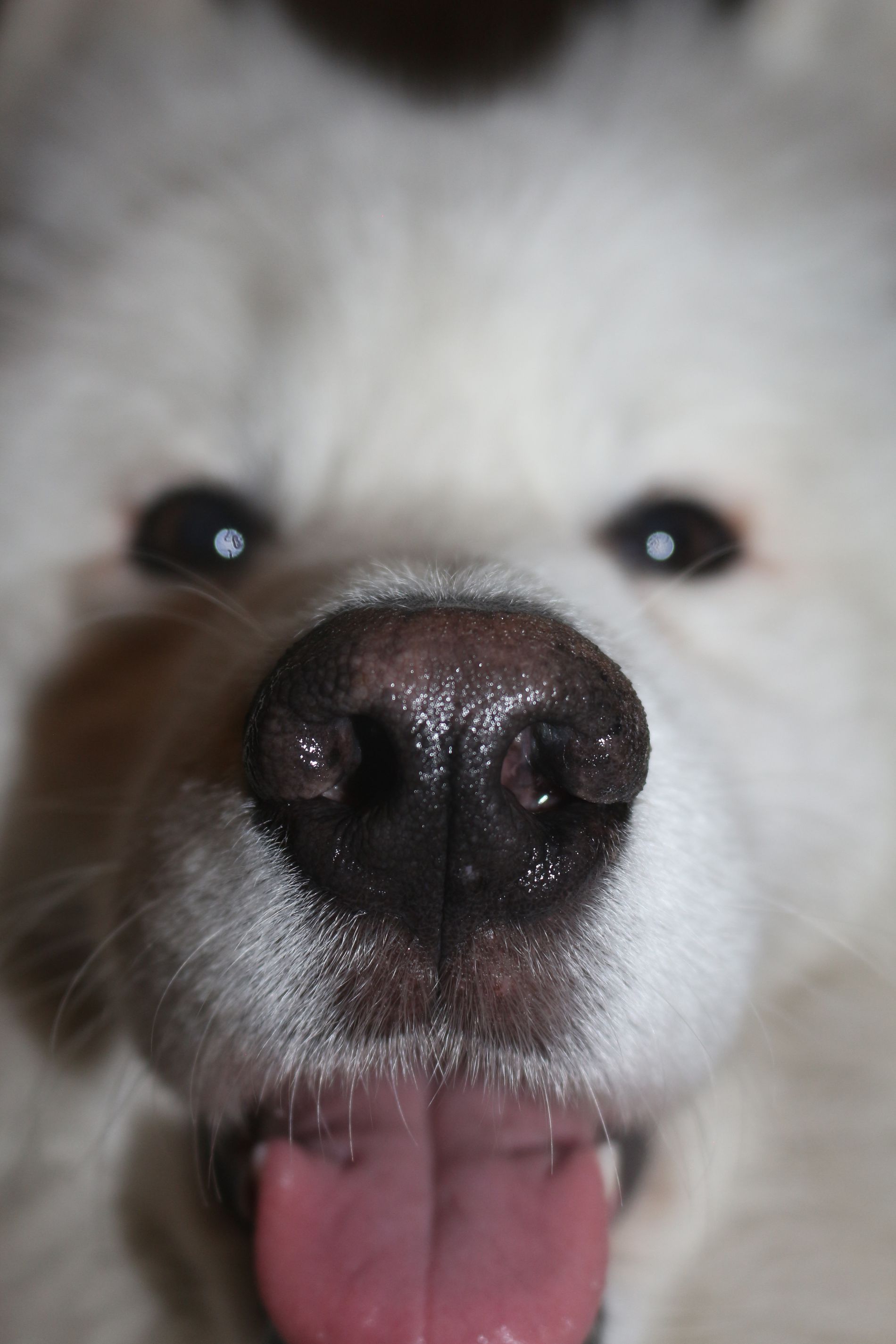 samoyed nose