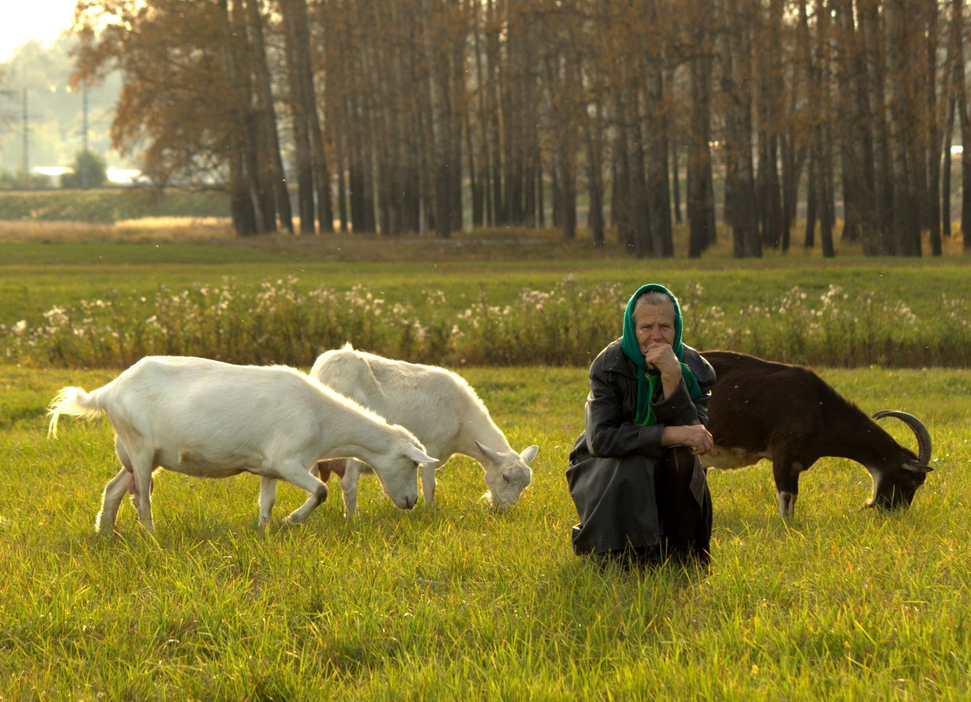 Пасет человека. Женщина пасет коз. Пастух коз. Бабушка с козой. Фотосессия с козой.