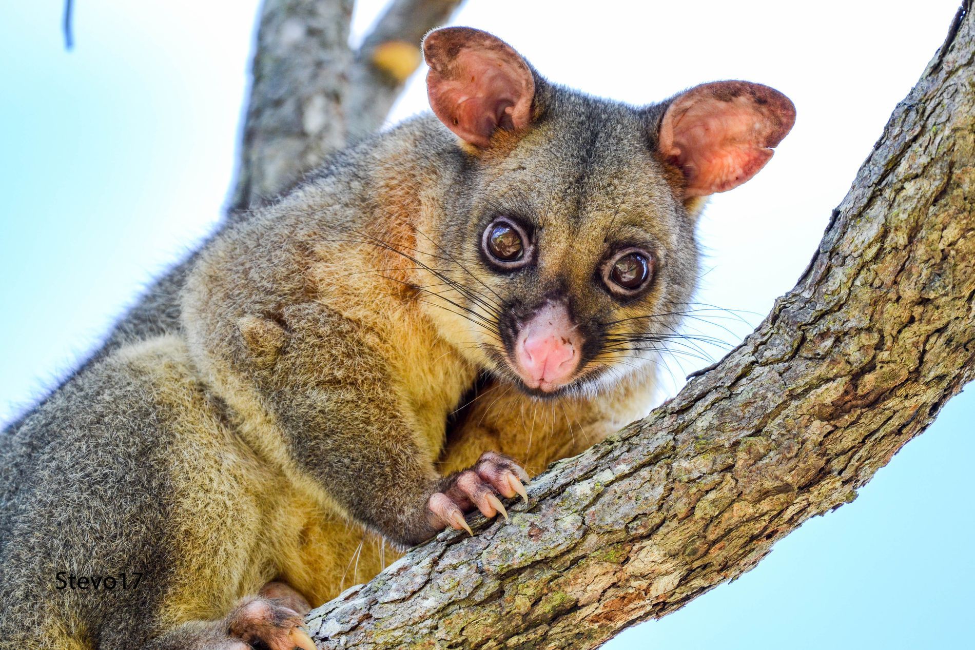 Hello Possum ! by Troy Stephenson