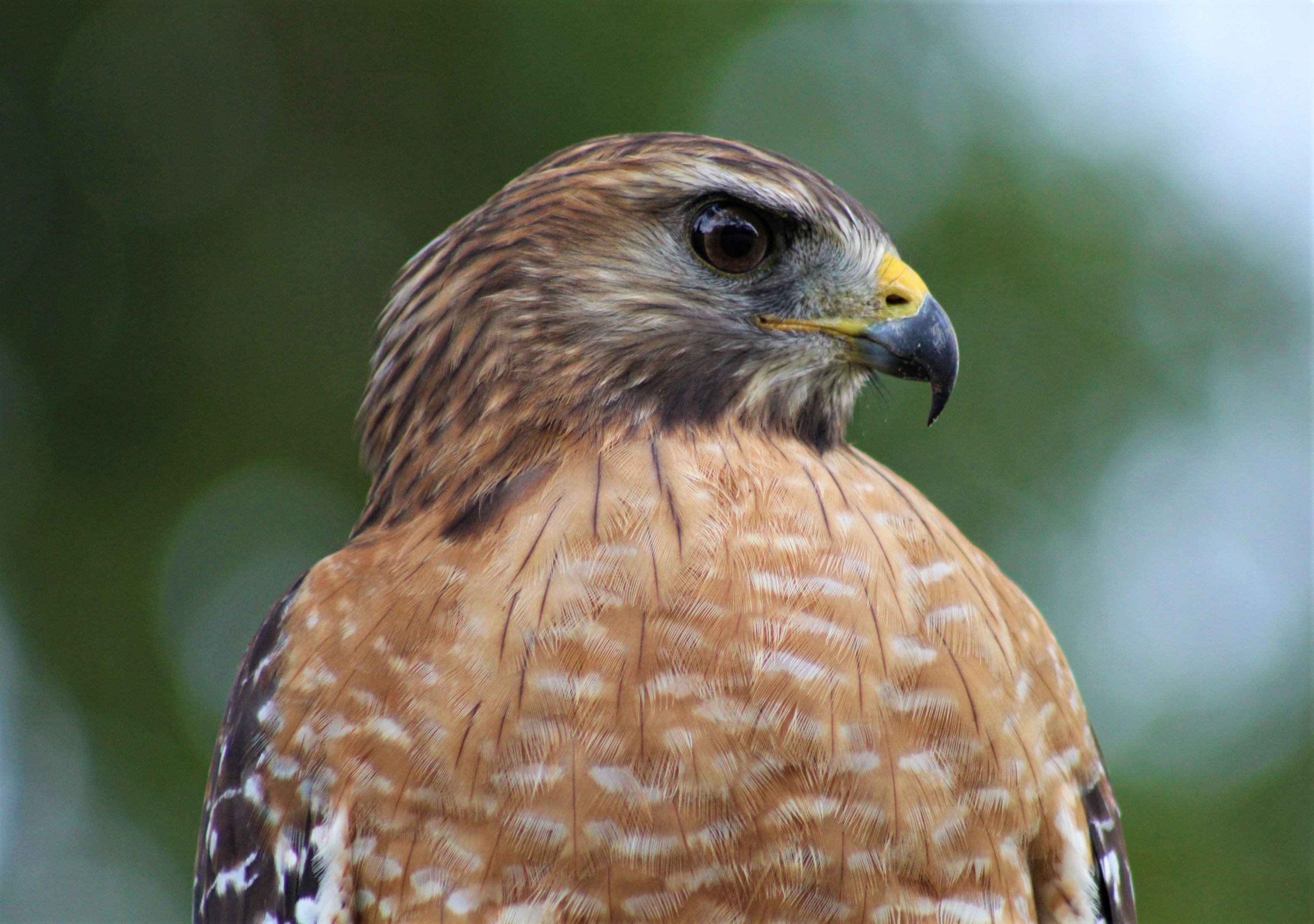 Red shouldered Hawk by Carol Taylor