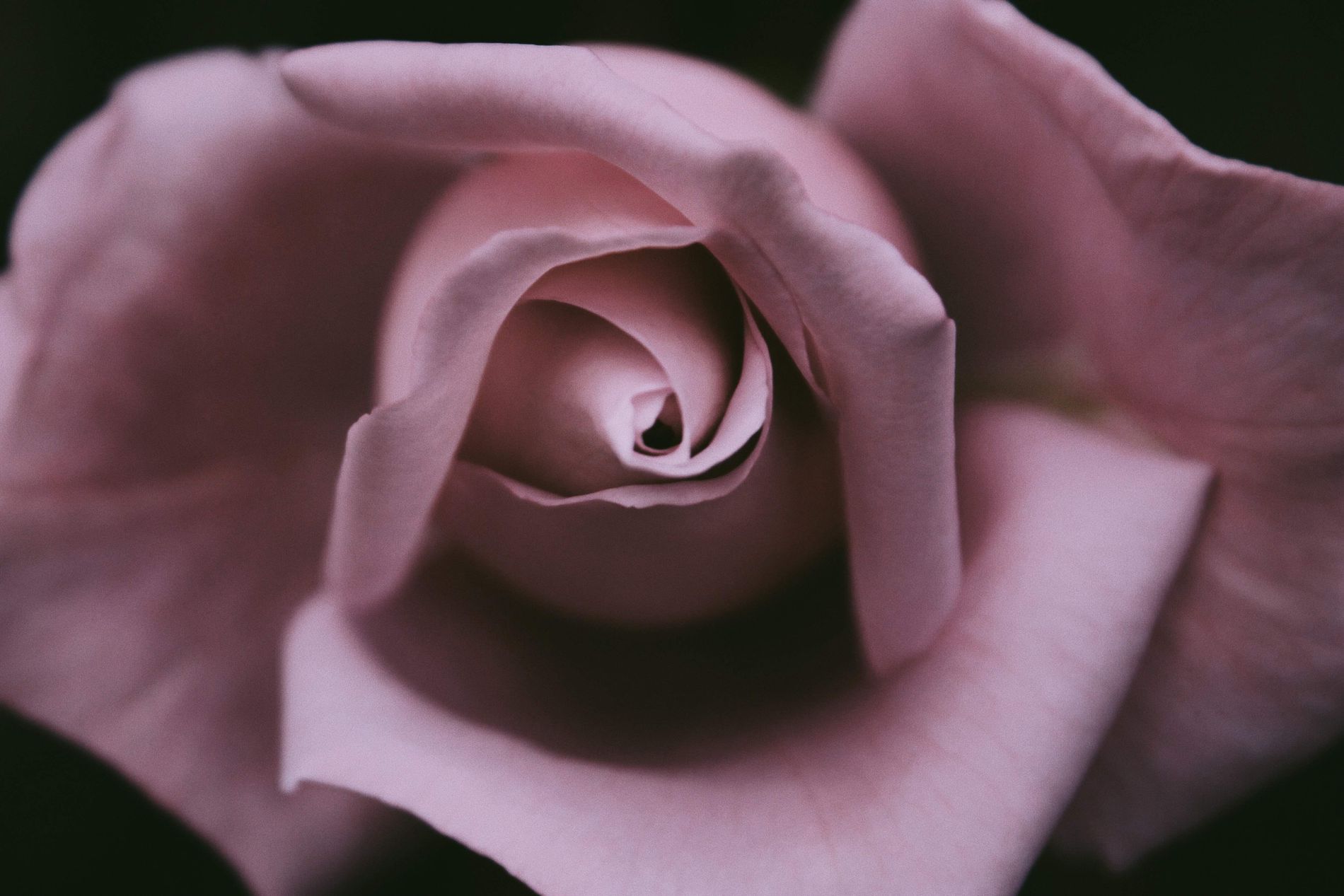 Sunflower Cottage Villa Decor Flowers Coeur D Alene Id Best Flower Site