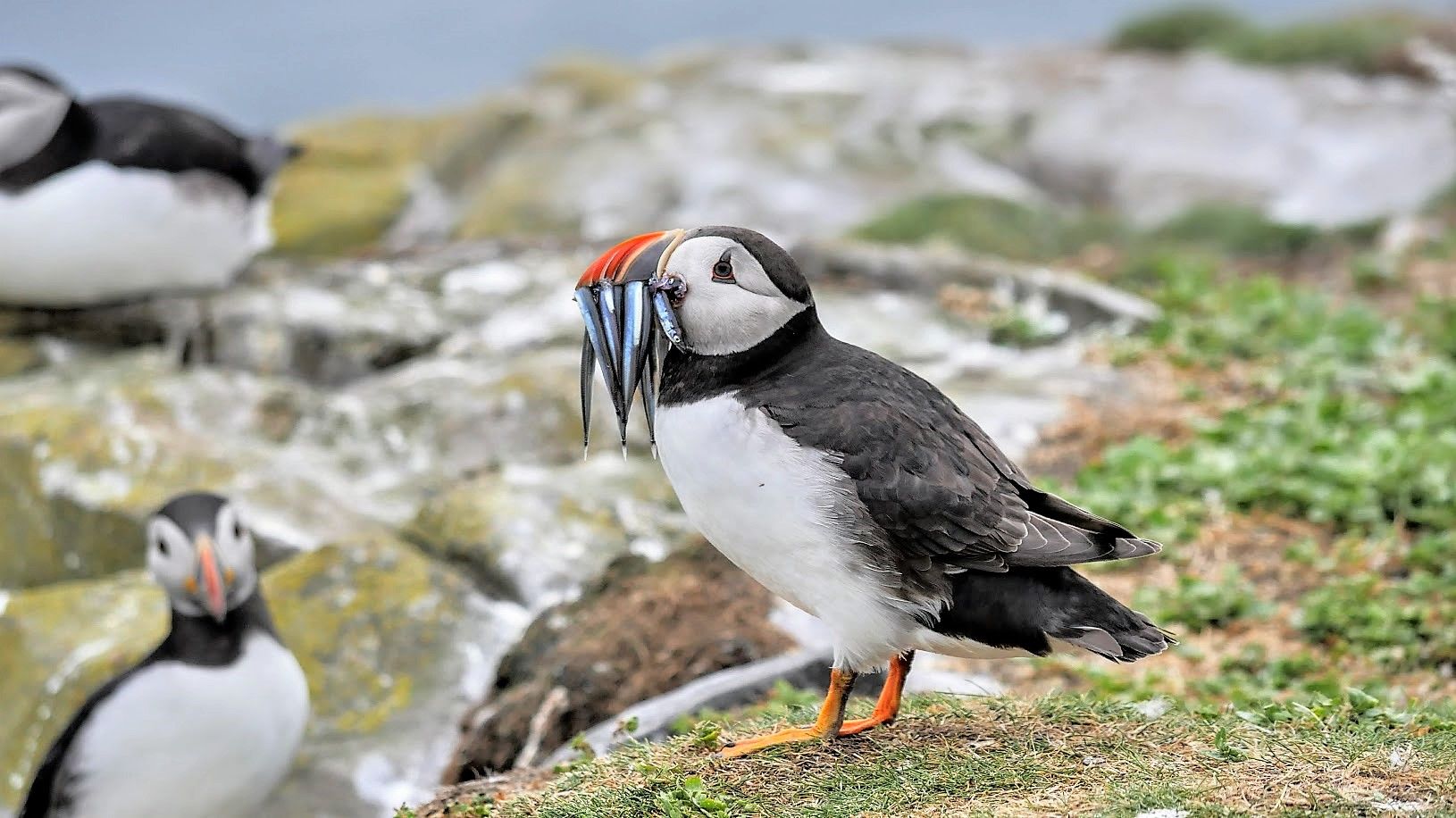 GDog_Photos GuruShots