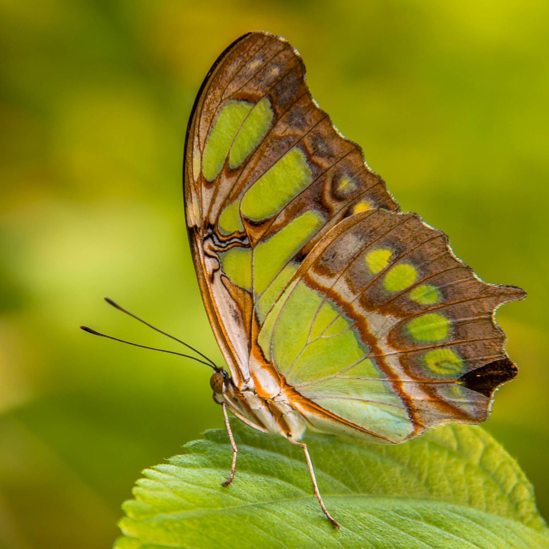 Scarce Bamboo Page (Philaethria dido) by Mirjam Bommer