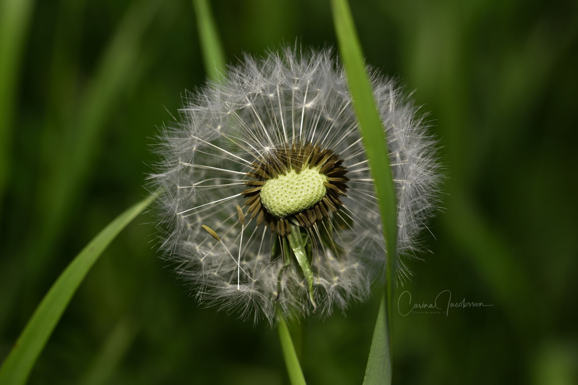 dandelion-by-carina-h-jacobsson