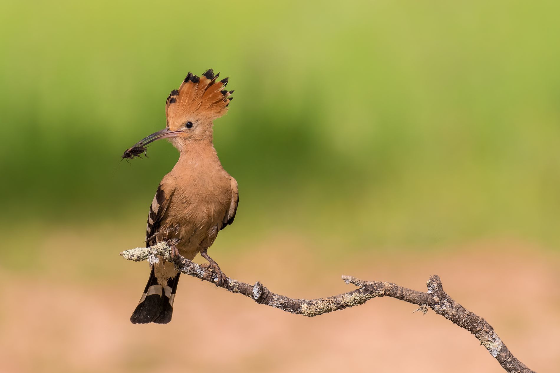 wildbird hoopoe
