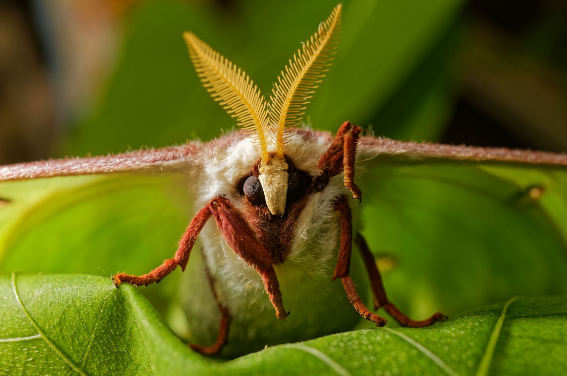 Macro Moth by AceHanson | Moth, Macro, Insects