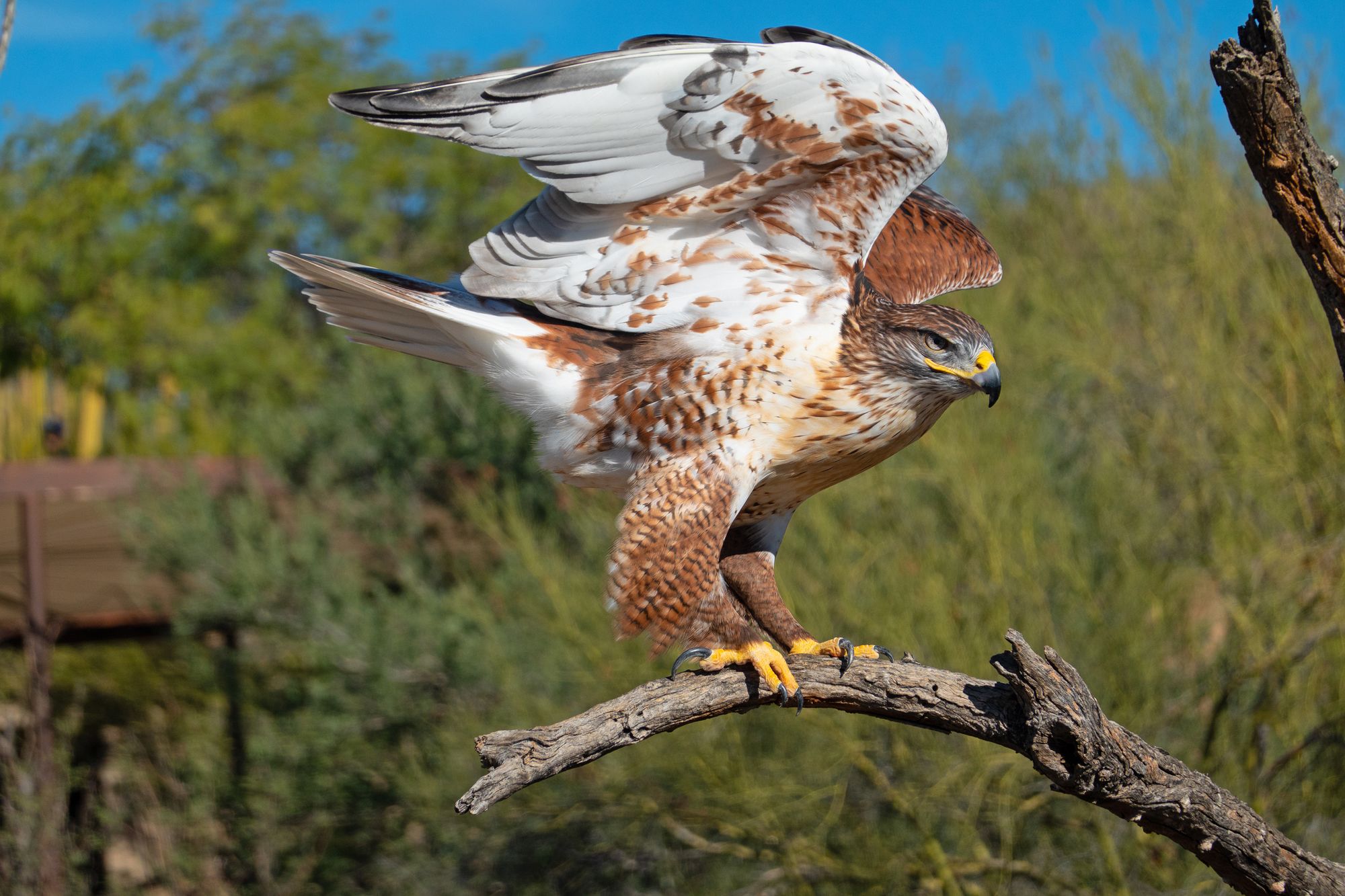 Ferruginous Hawk Arizona USA By Johntubbs