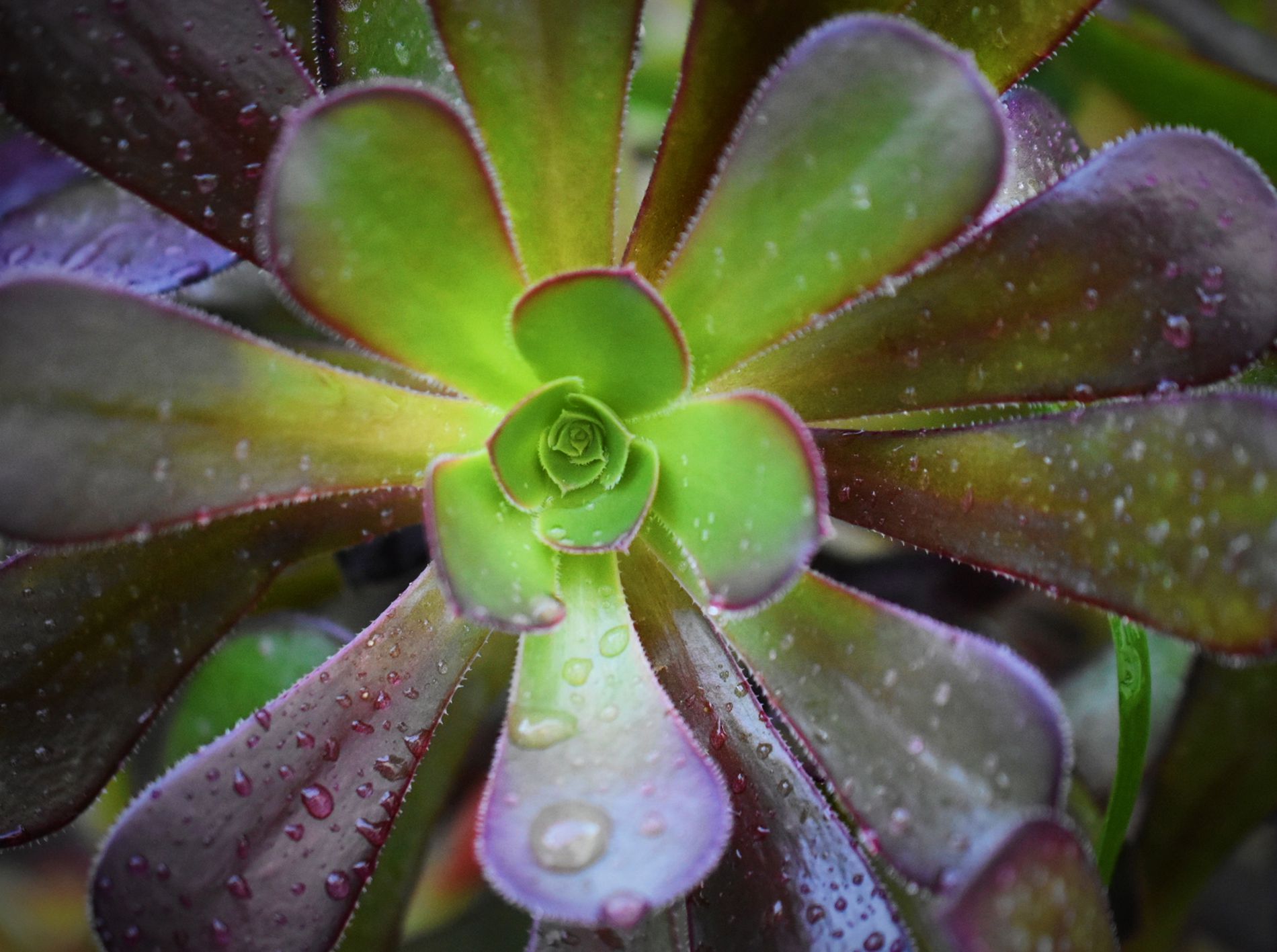 New Fake Lotus Flower Potted Plant Bonsai Wedding Party Garden Home Decor Plants Orange Tequila Ds Artificial Plants Artificial Plants Home Healthclubnu Nl