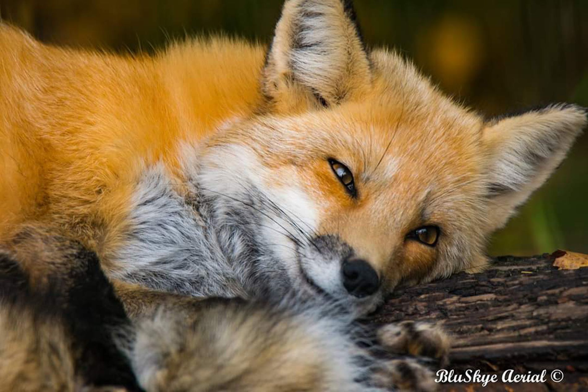 sleepy-sly-fox-by-heidi-hager