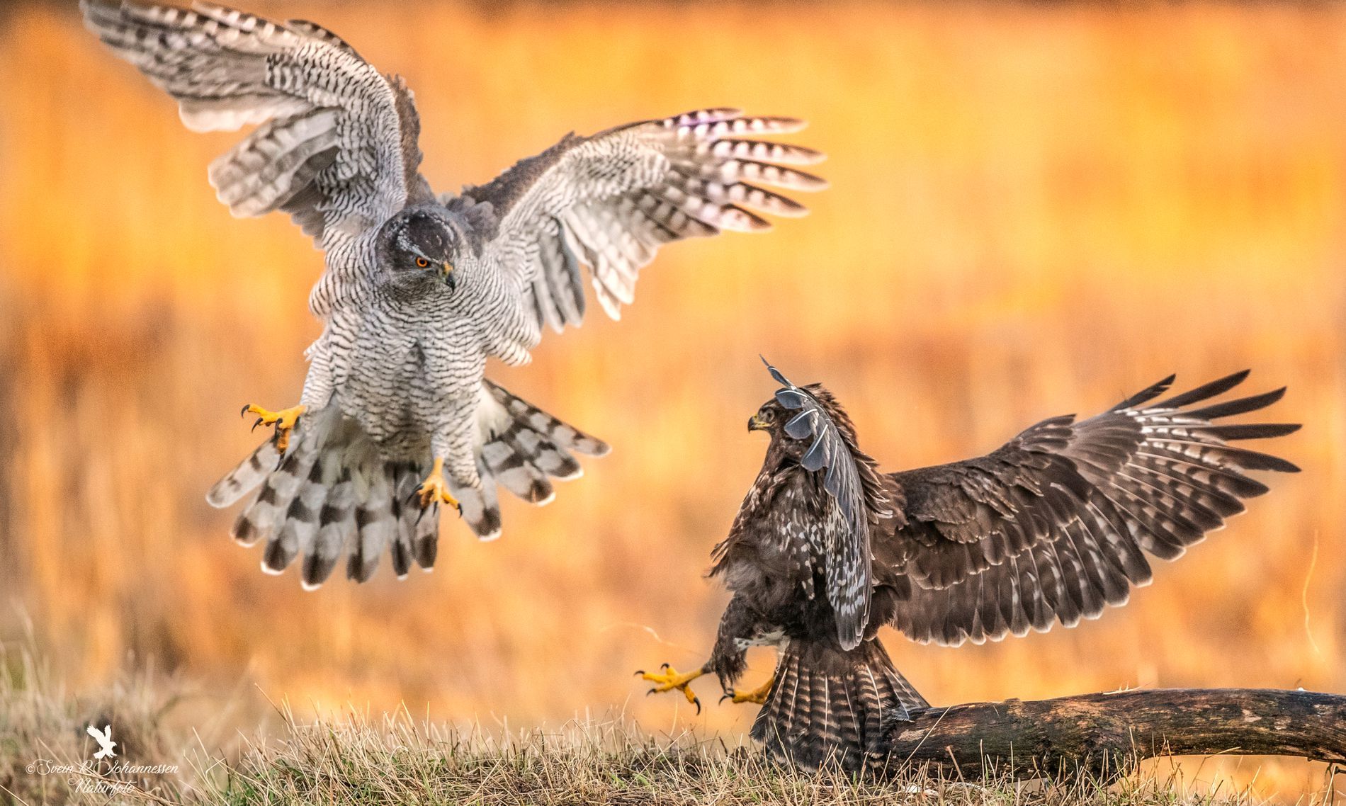 goshawk-vs-buzzard-by-svein-r-johannessen