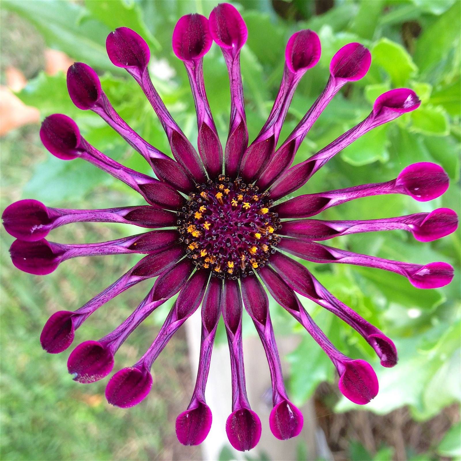 Spider Daisy Flower by Donna Racheal