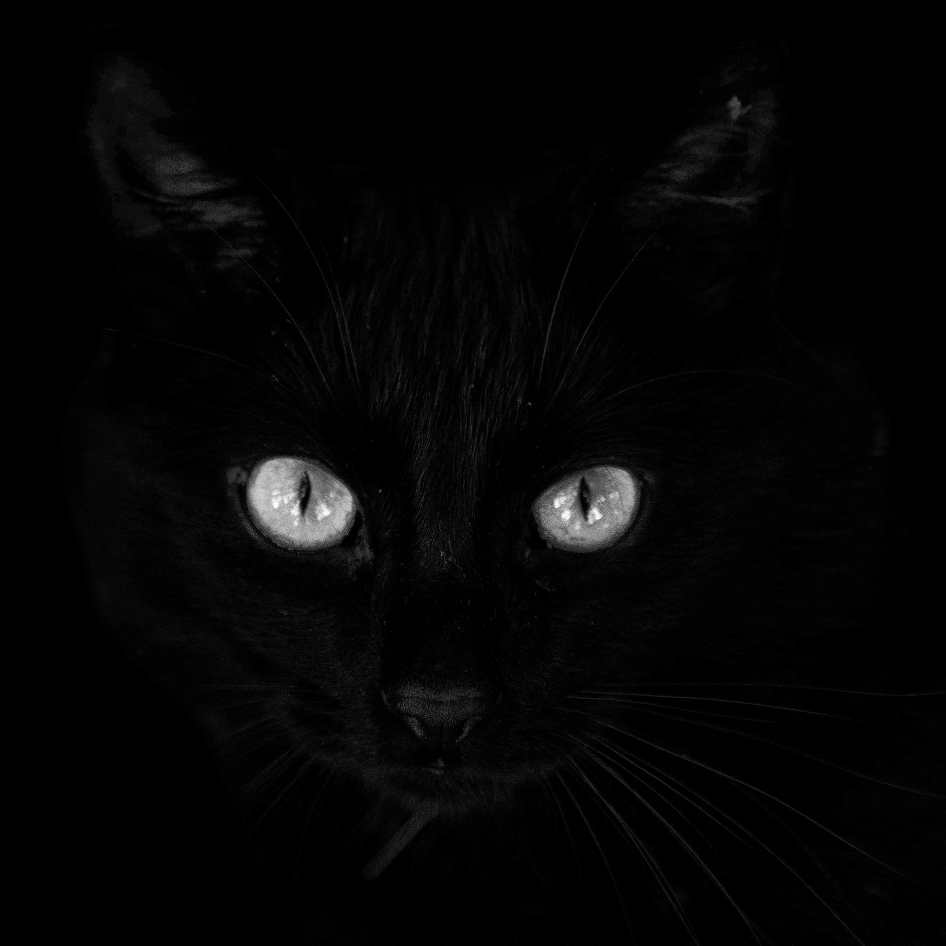 Black cat . by André Villeneuve