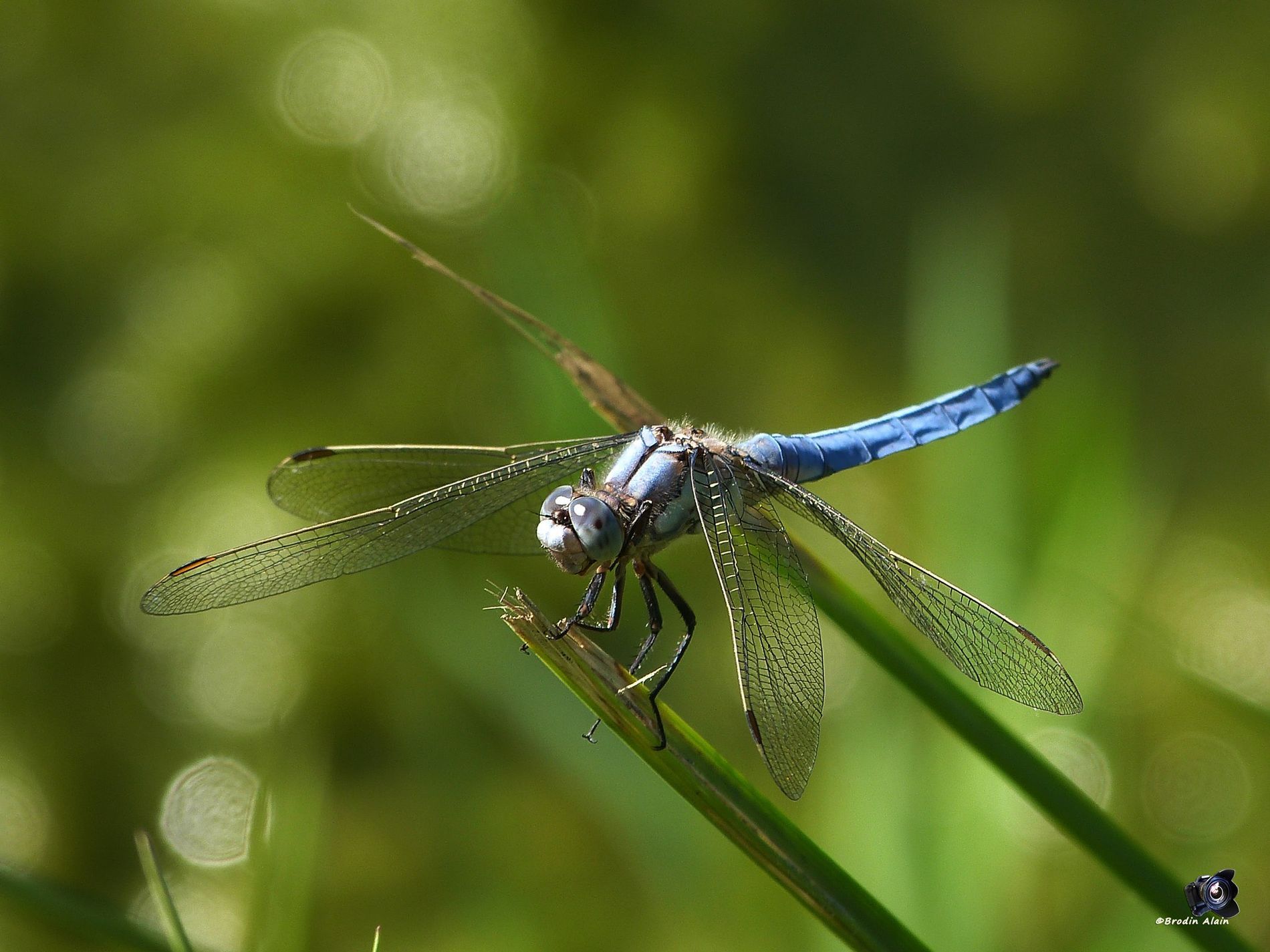  Libellule  bleu  by Brodin Alain