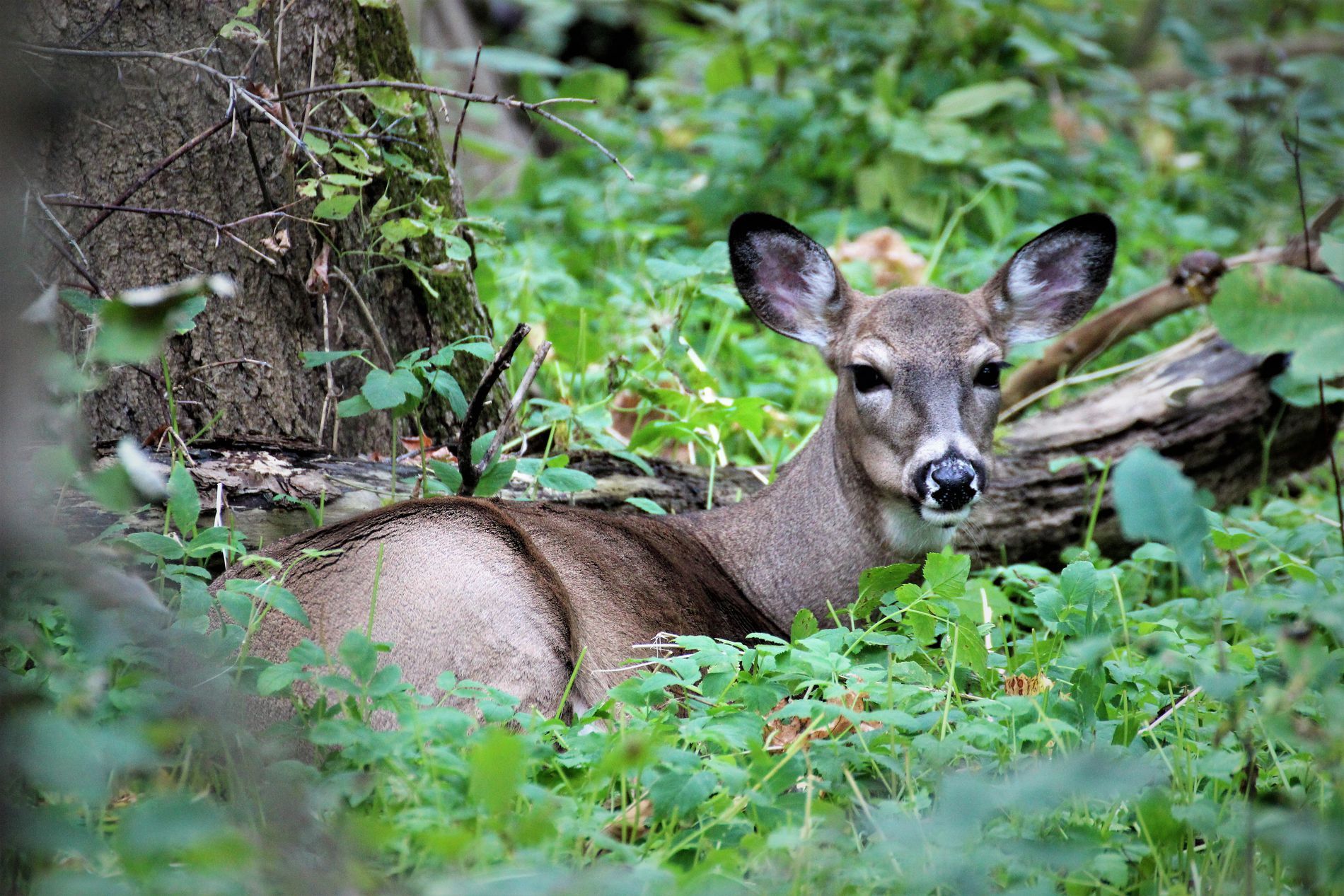 whitetail deer laying down by Jim Guida