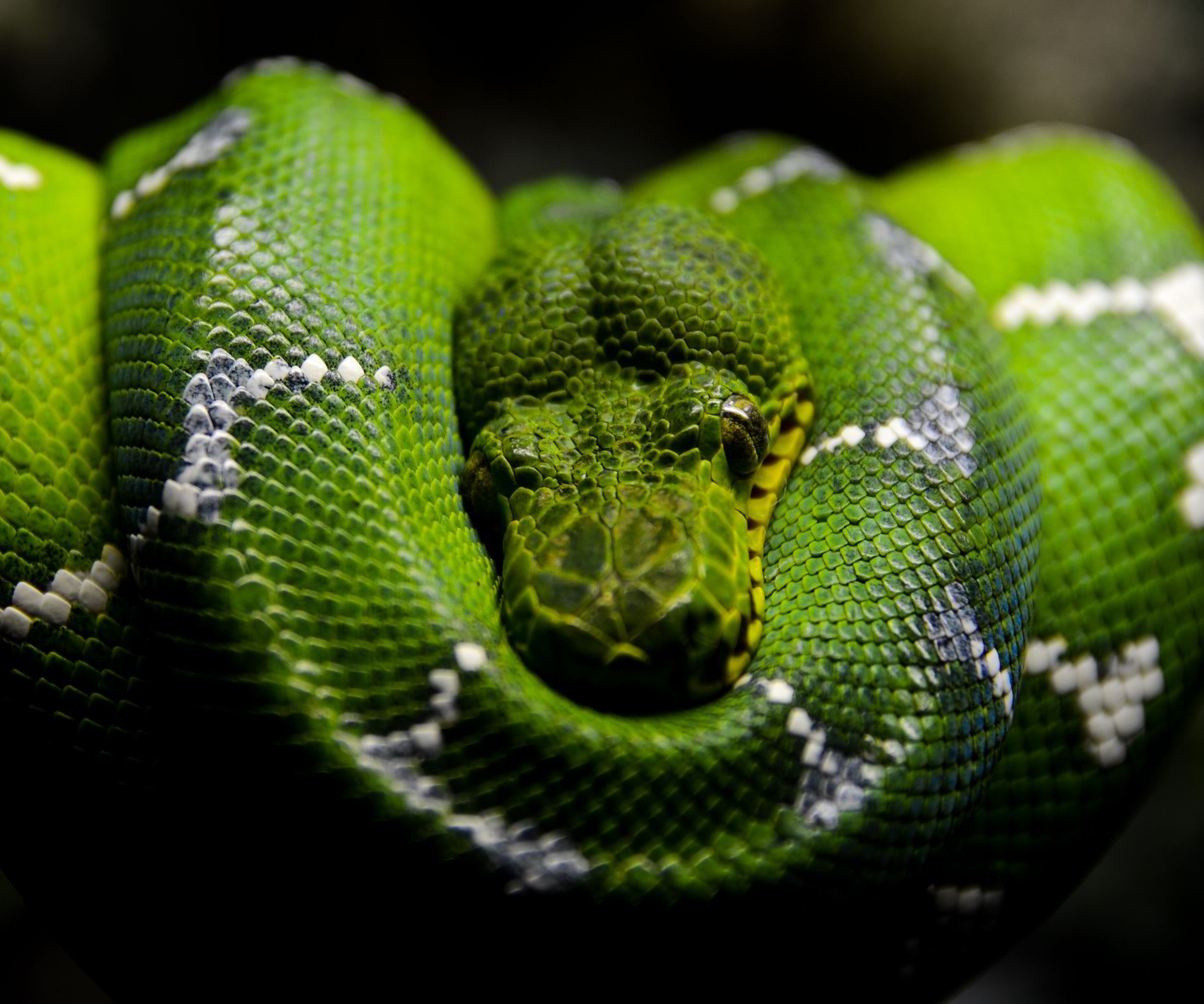 Bill Engelhardt | GuruShots