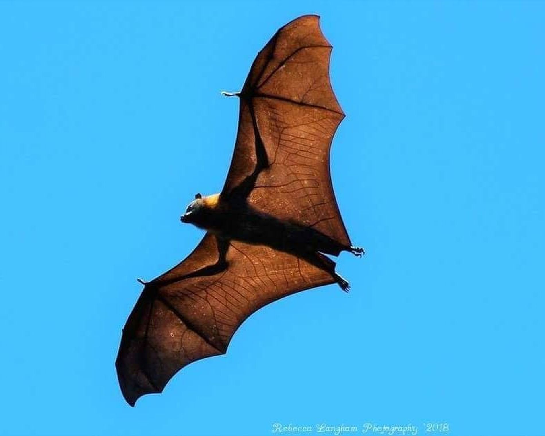 Flying Fox Bat In Flight By Rebecca Langham