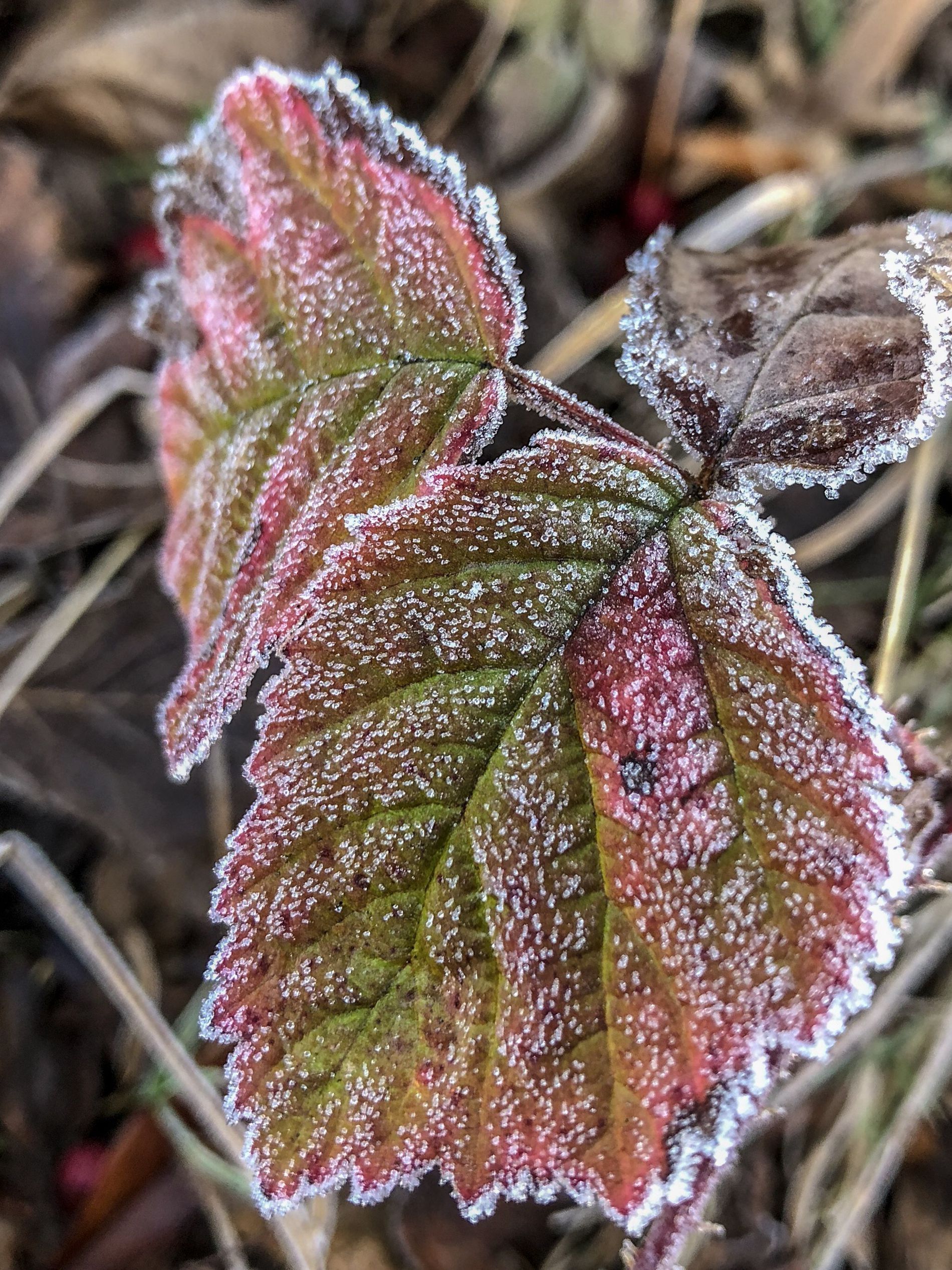 Nzpf Instagram Photos And Videos Pilipiligram Com