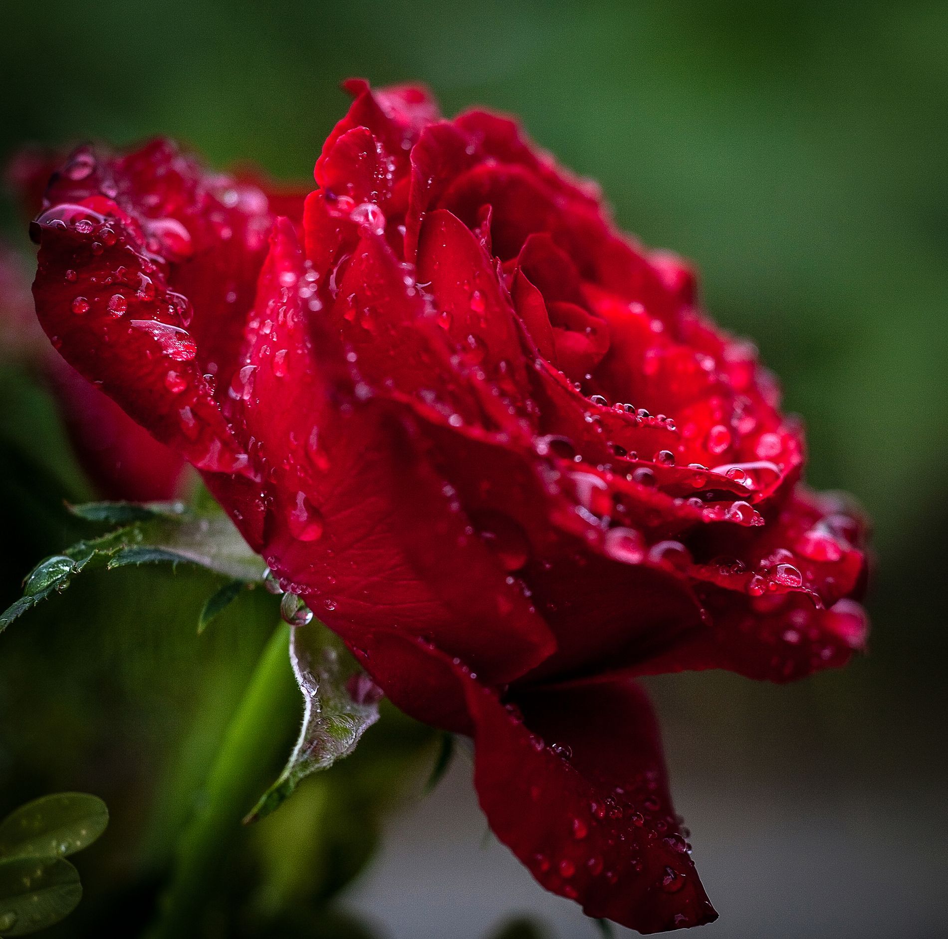 custom infant patriots jersey