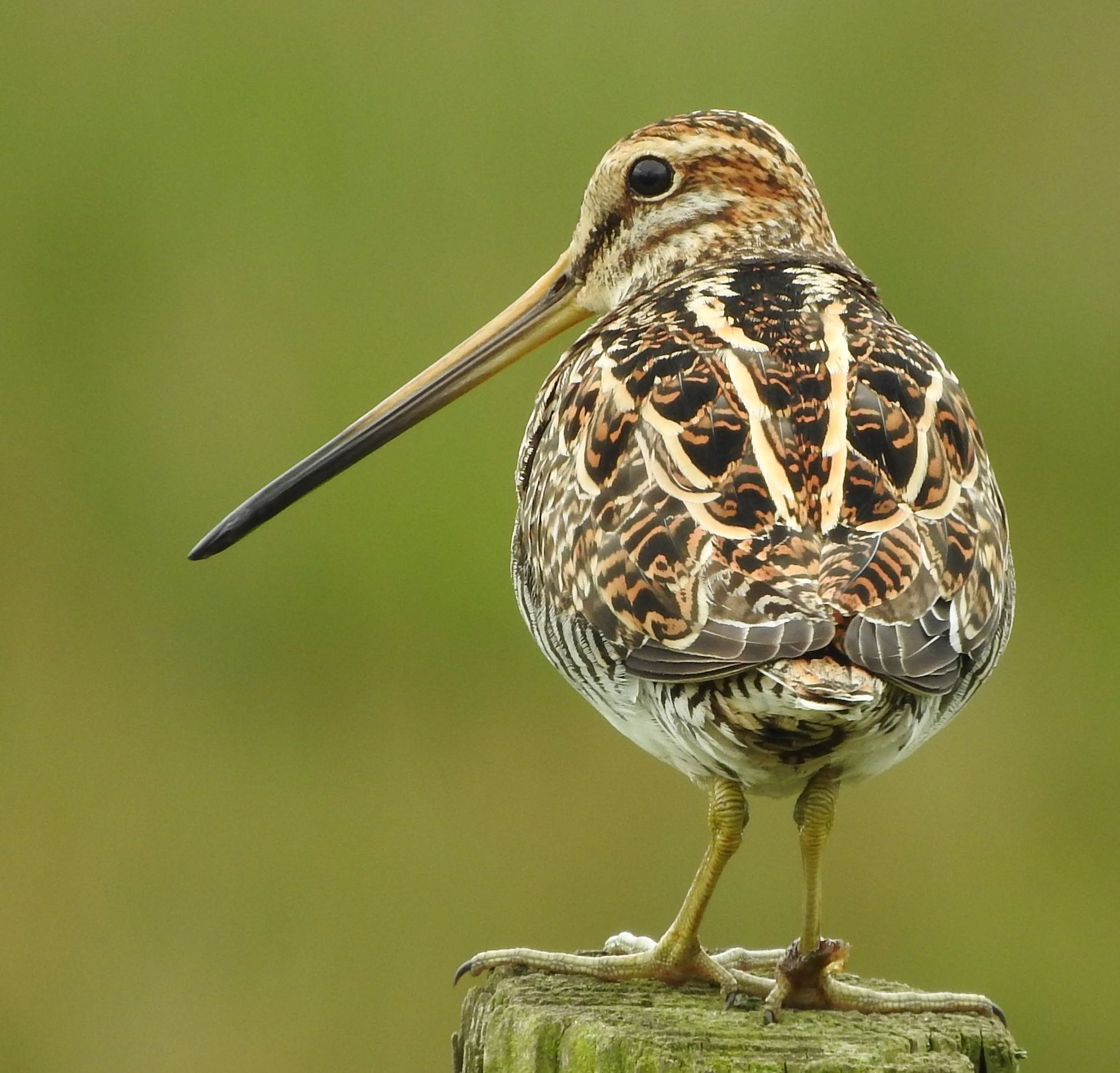 Common Snipe by Gareth Jones