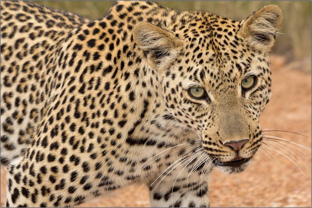 wildlife photography Rene Van der Schyff