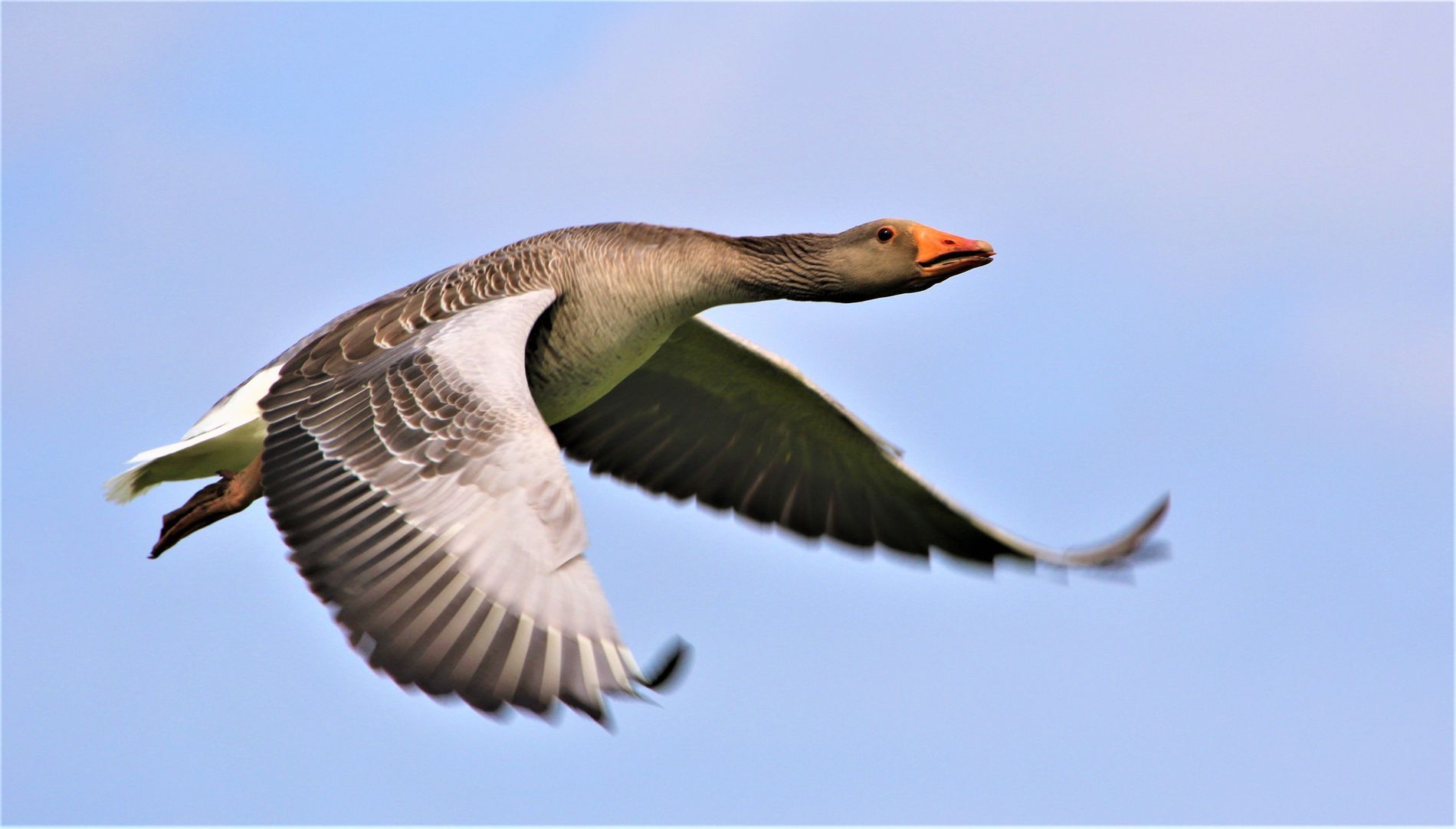 Greylag Goose in Flight by Simon ACT Redfern