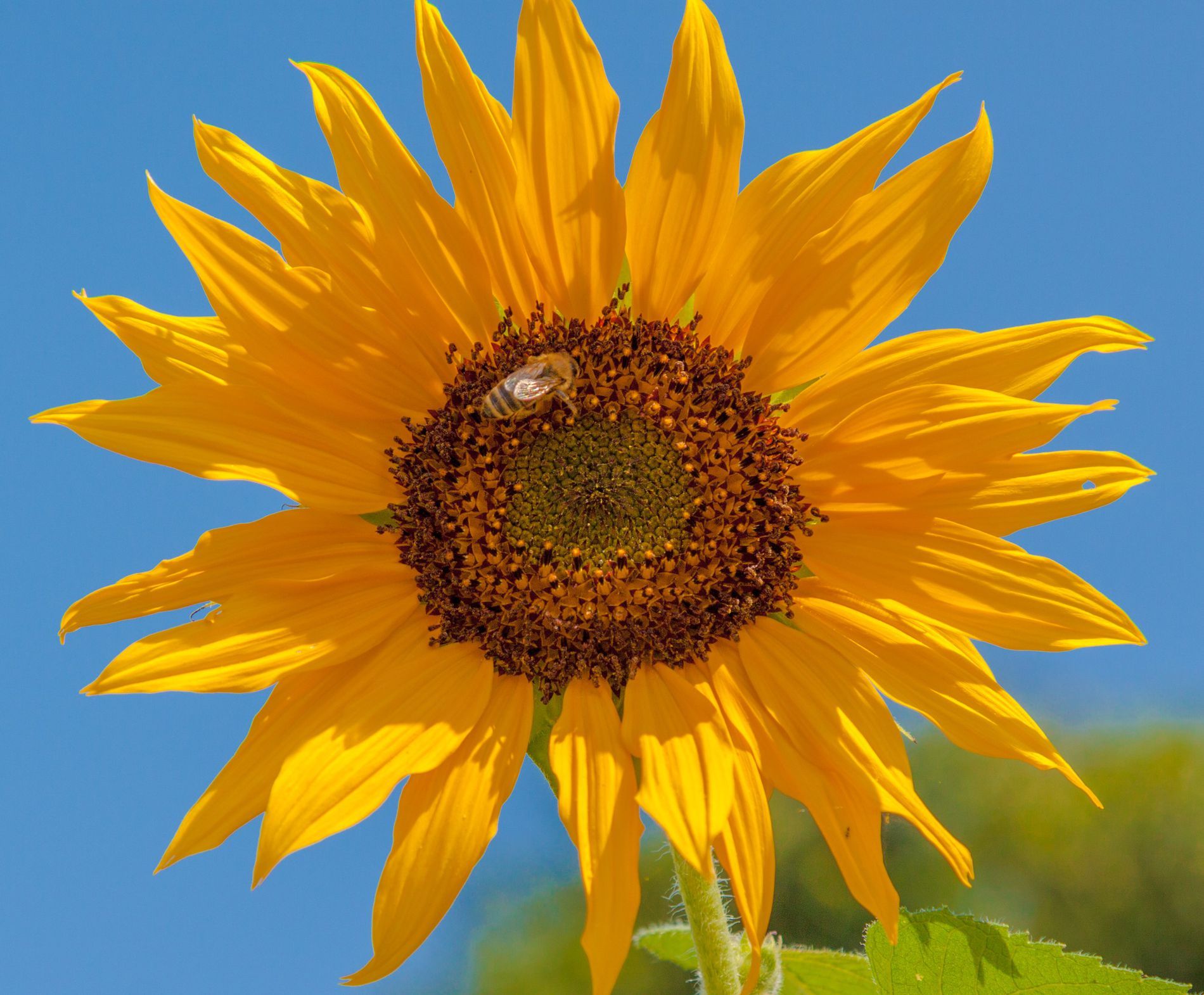 Sunflower Cottage Villa Decor Flowers Coeur D Alene Id Best Flower Site