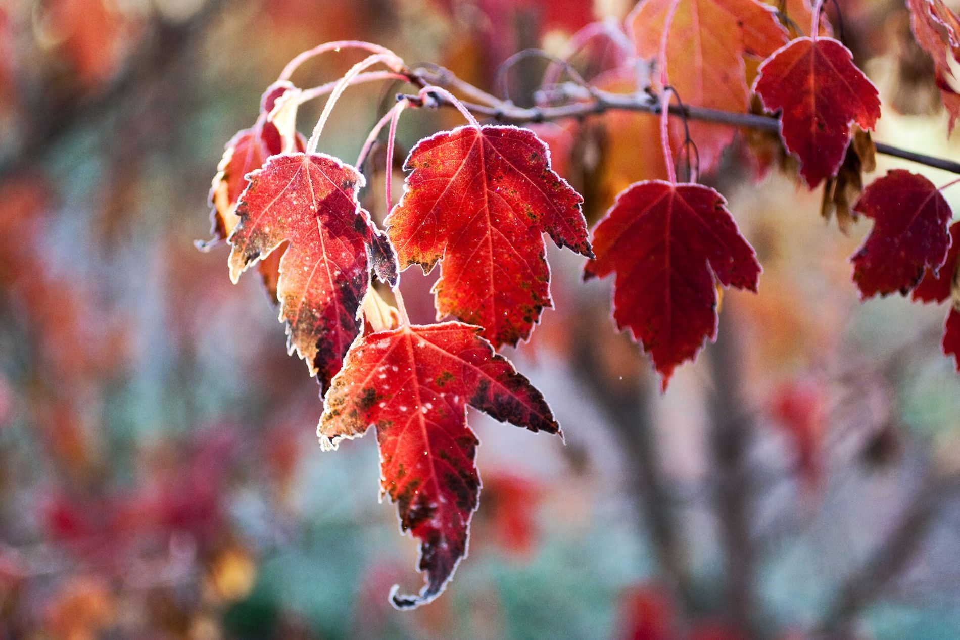 Gurushots Com Photo 18 11 25t11 00 00 00 00 Weekly 0 6 Photos Gurushots Com Unsafe 0x0 3d2b371affe5bba97f3df341 3 0b98e28c2af645de958c7f297b Jpg Animal Canine Mammal Dog Pet Hound Grass Plant Beagle