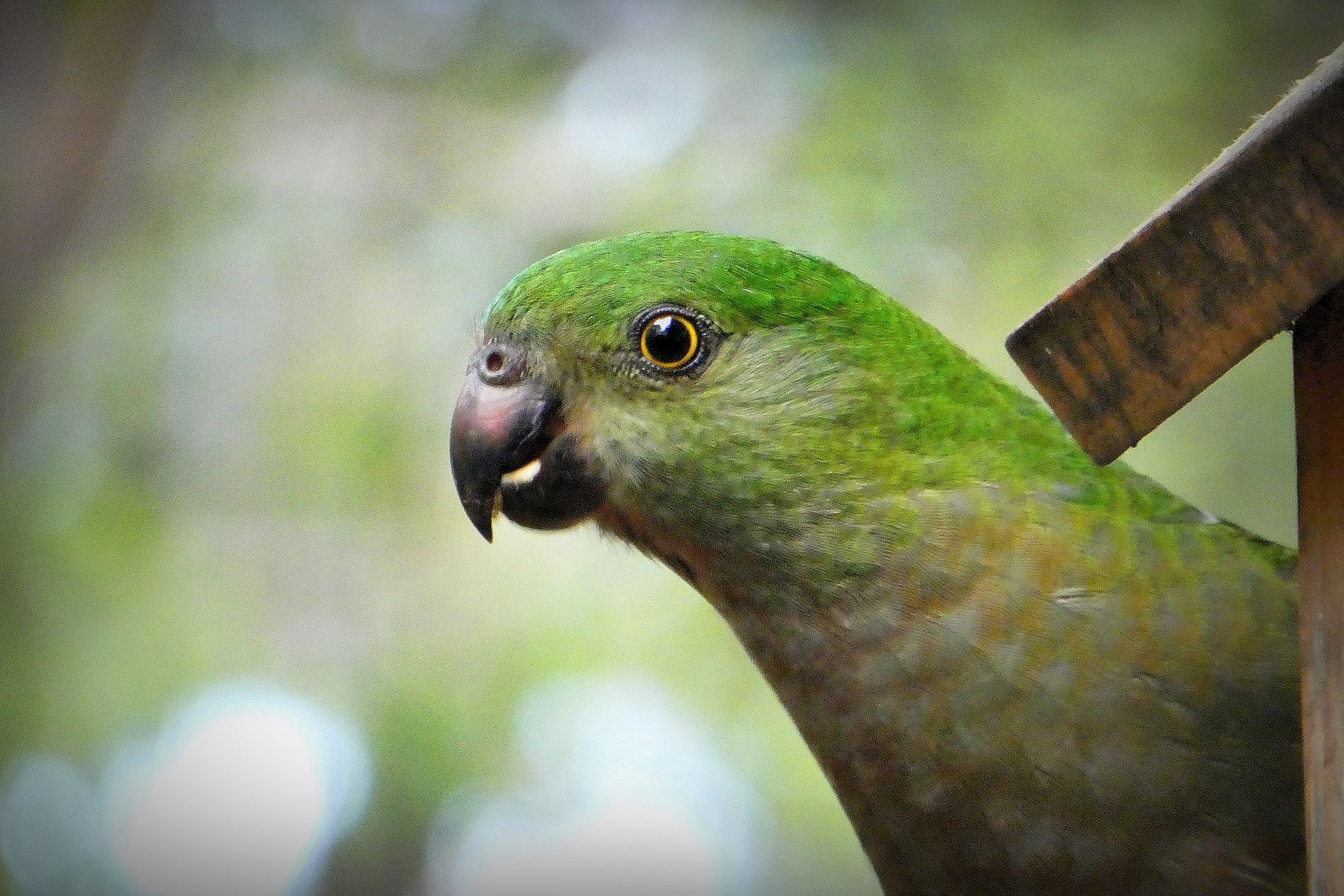 Green Parrot by Pauline Lound
