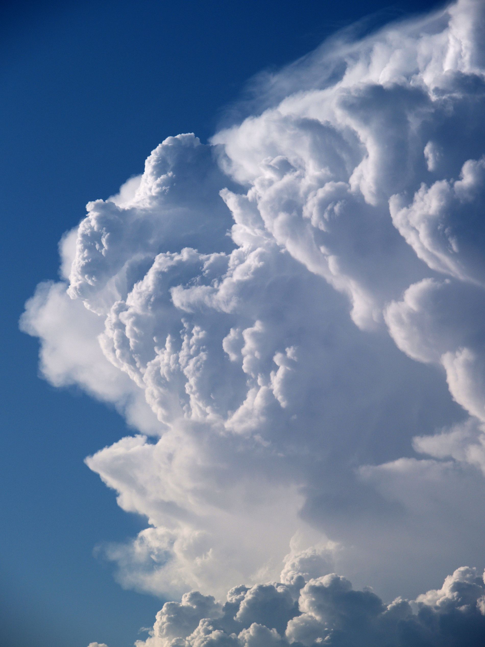 Fallen clouds. Облака в виде животных. Живые облака. Тучи и облака живые. Облака живые существа.