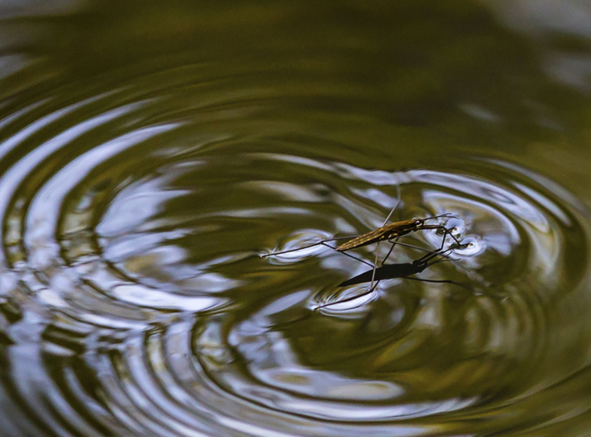 Клоп Водомерка