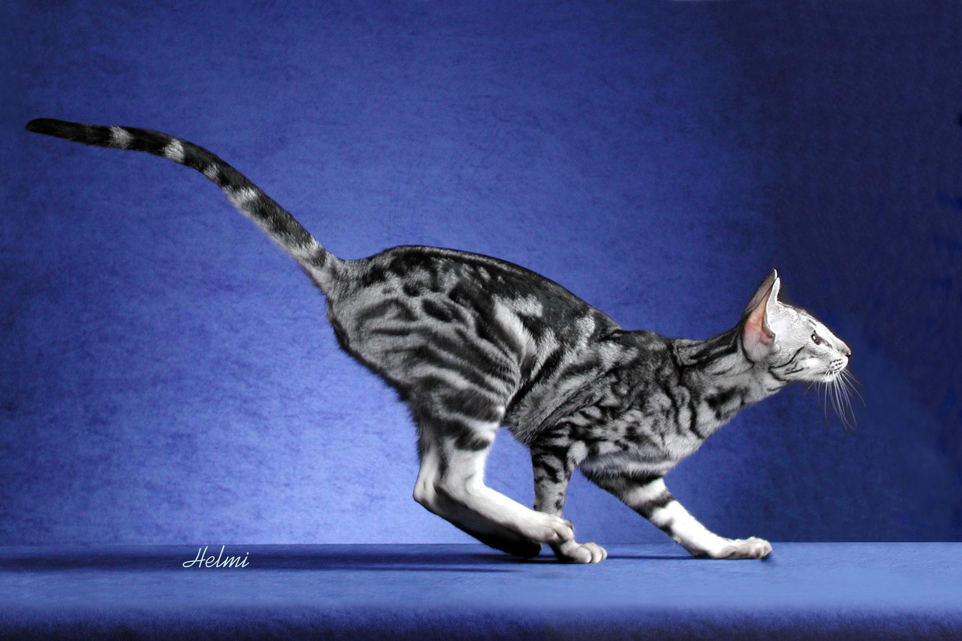 Ориентальная кошка мрамор