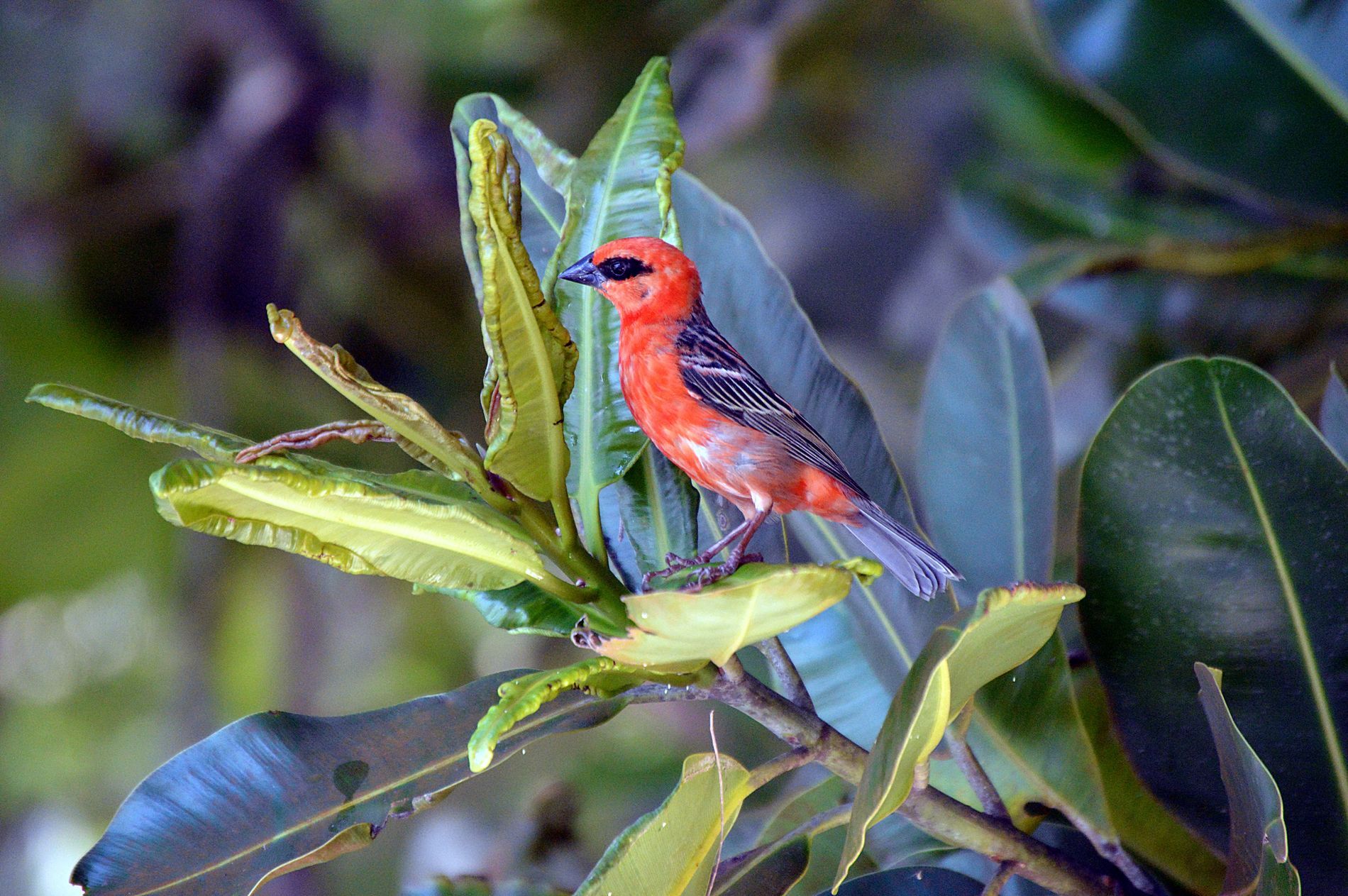 Bird @ La Digue / Seychelles by Thomas Schroeder