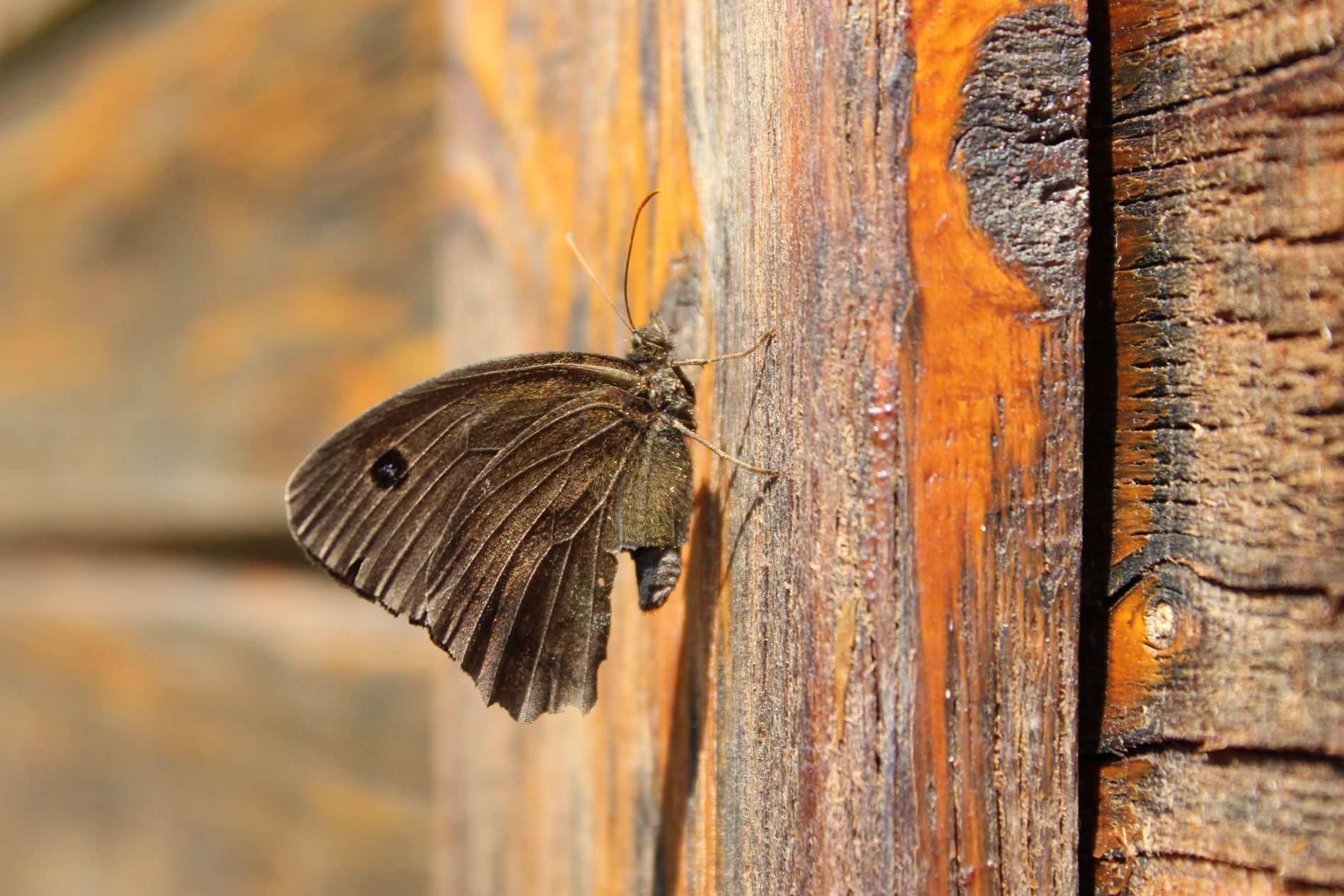 Https Gurushots Photo 2019 03 01t21 52 00 Weekly Https Gurushots Photo 2019 03