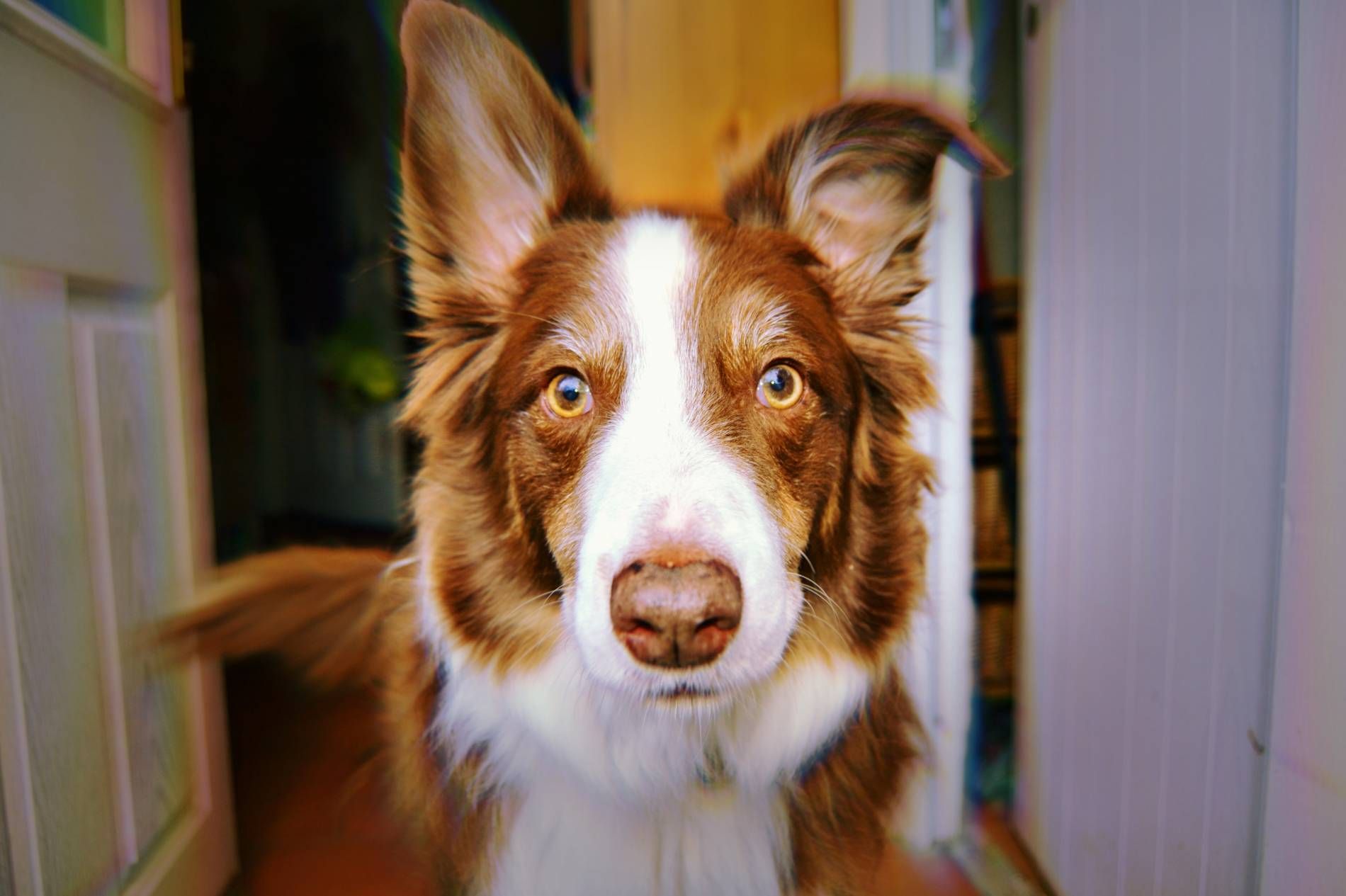 Maxx My Red And White Border Collie I Took This Photo On